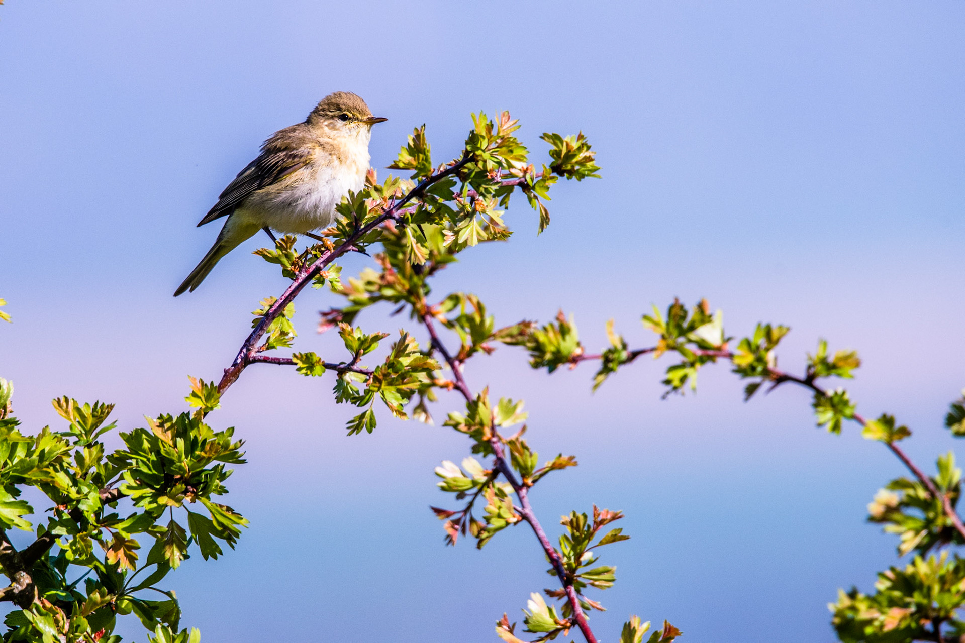 Pouillot fitis. C'est un petit oiseau gracieux aux pattes fines, au bec pointu, au sourcil blanc ou jaunâtre. Bien qu'il soit le visiteur estival le plus fréquent, le pouillot fitis est un oiseau discret qui est plus souvent entendu que vu. C'est pour cette raison, qu'il reste relativement méconnu.