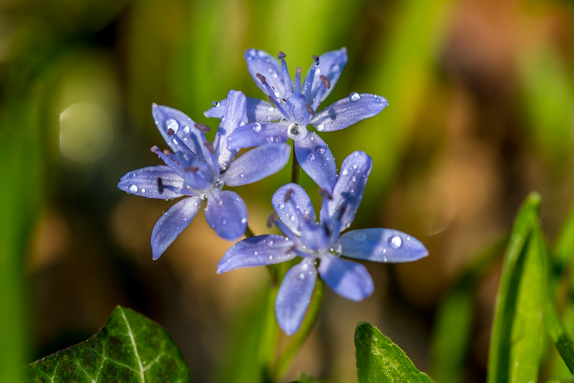 Fleur printanière méconnue, la Scille à deux feuilles avec ses six pétales est aussi appelée Étoile bleue mais on en trouve parfois avec des fleurs blanches. Elle ne se rencontre pas partout. Je ne connais qu'un seul endroit où elle aime s'épanouir dès mars : une petite zone semi-ombragée en lisière d'un bois, mais elle dénote par son élégance et sa fragilité.
