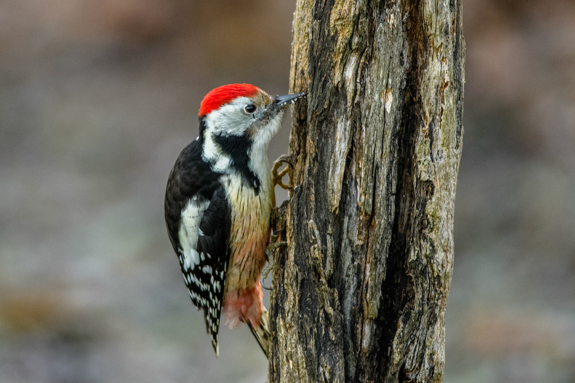 Pic mar. Oiseau discret et très vif, le Pic mar se montre peu. Il se tient généralement haut dans les feuillages sur les grosses branches des arbres, sur lesquelles il sautille. Contrairement au Pic épeiche, il ne creuse guère l'écorce et le bois, se contentant de glaner sa nourriture à la surface des écorces. Il grimpe plus rapidement que le Pic épeiche et s'arrête moins longtemps sur les arbres.