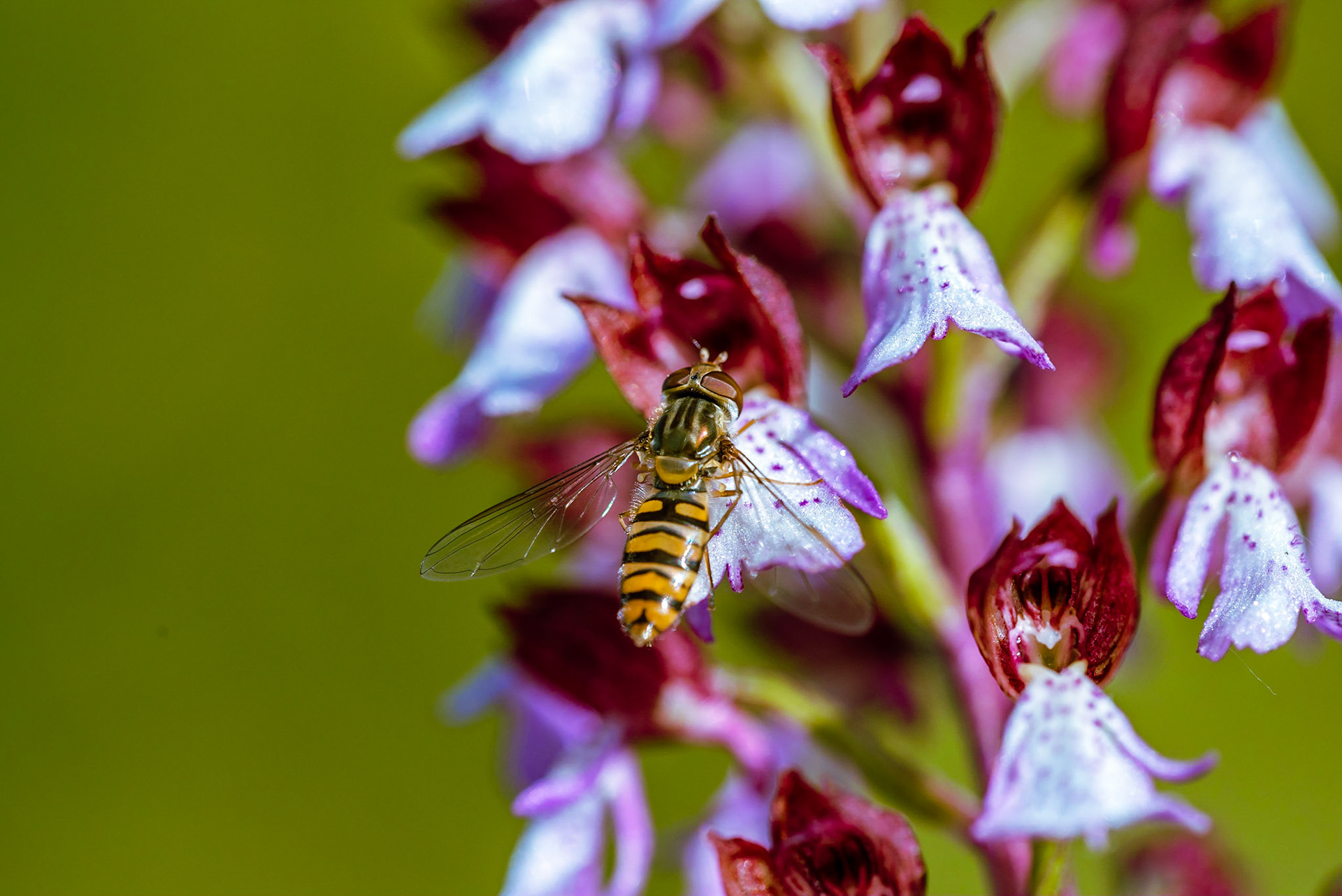 Syrphe ceinturé sur une Orchis pourpre