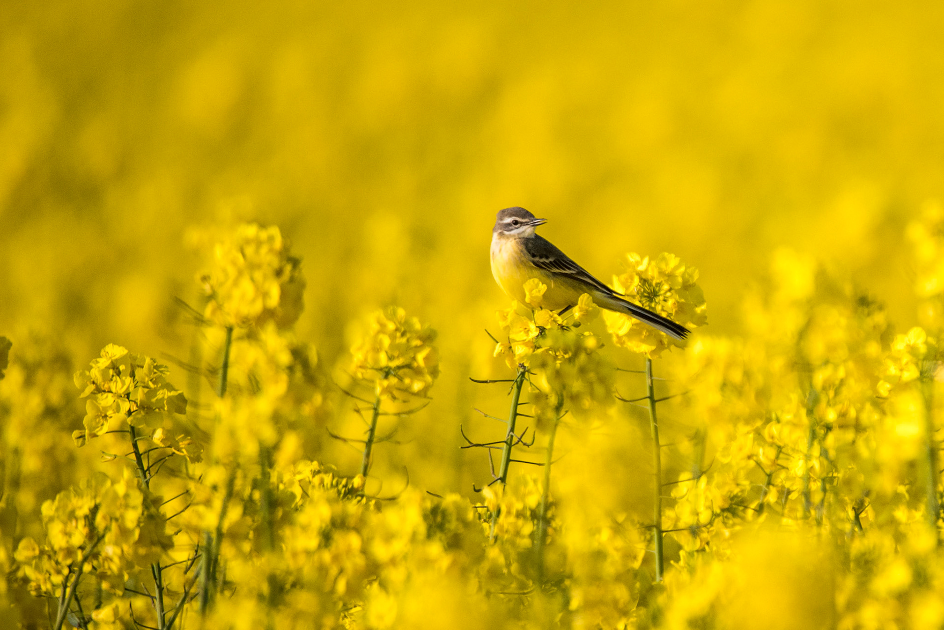 La Bergeronnette printanière, oiseau des prés et des champs, est un des petits oiseaux les plus colorés et des plus gracieux, avec sa longue queue typique de l'espèce et ses hautes pattes. La gorge et le dessous sont d'un jaune prononcé, la tête et le dessus vert olive, plus foncé vers les ailes.