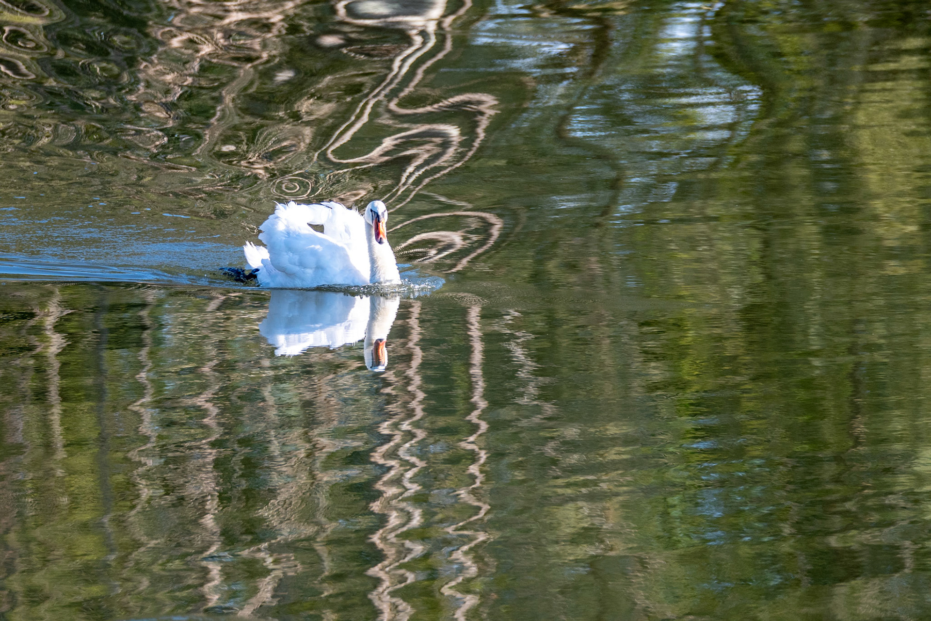Cygne tuberculé. C'est le cygne bien connu de nos étangs, rivières et lacs.