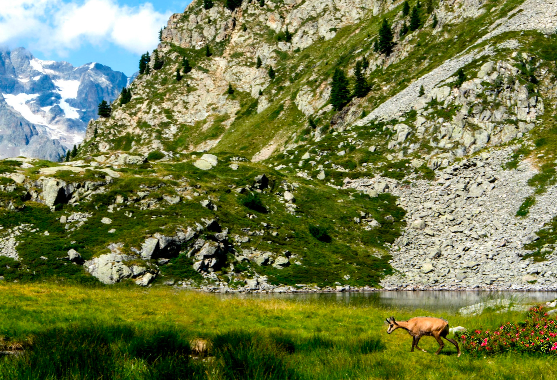 Chamois - Lac de Pétarel - Les Écrins -