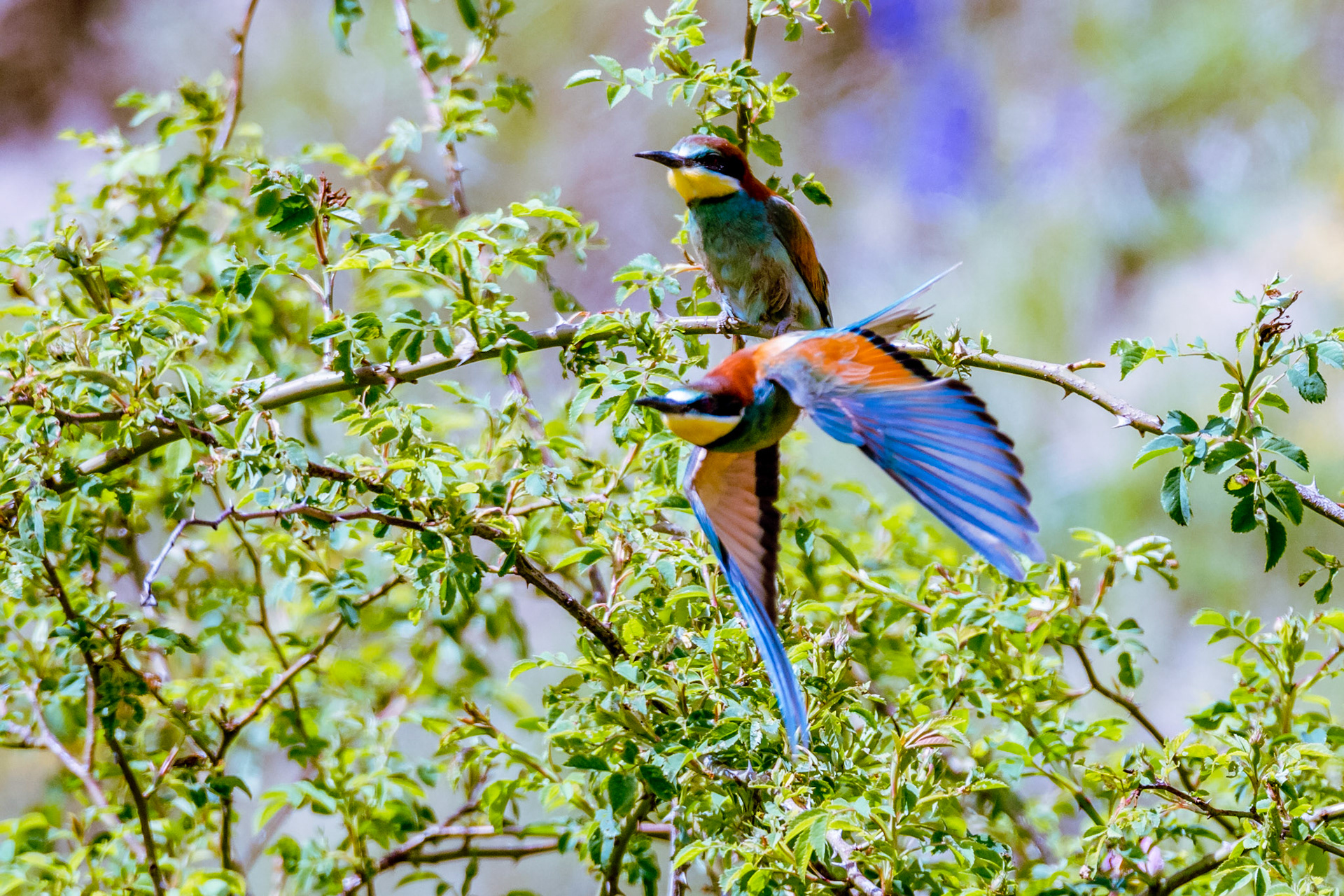 Guêpiers d'Europe. Oiseau élégant au plumage très coloré, le Guêpier d'Europe est brun jaunâtre sur le dessus et bleu-vert sur le dessous. Il arbore un menton et une gorge jaune, ainsi qu'une calotte marron, un front blanc et un masque noir sur son œil rouge.
