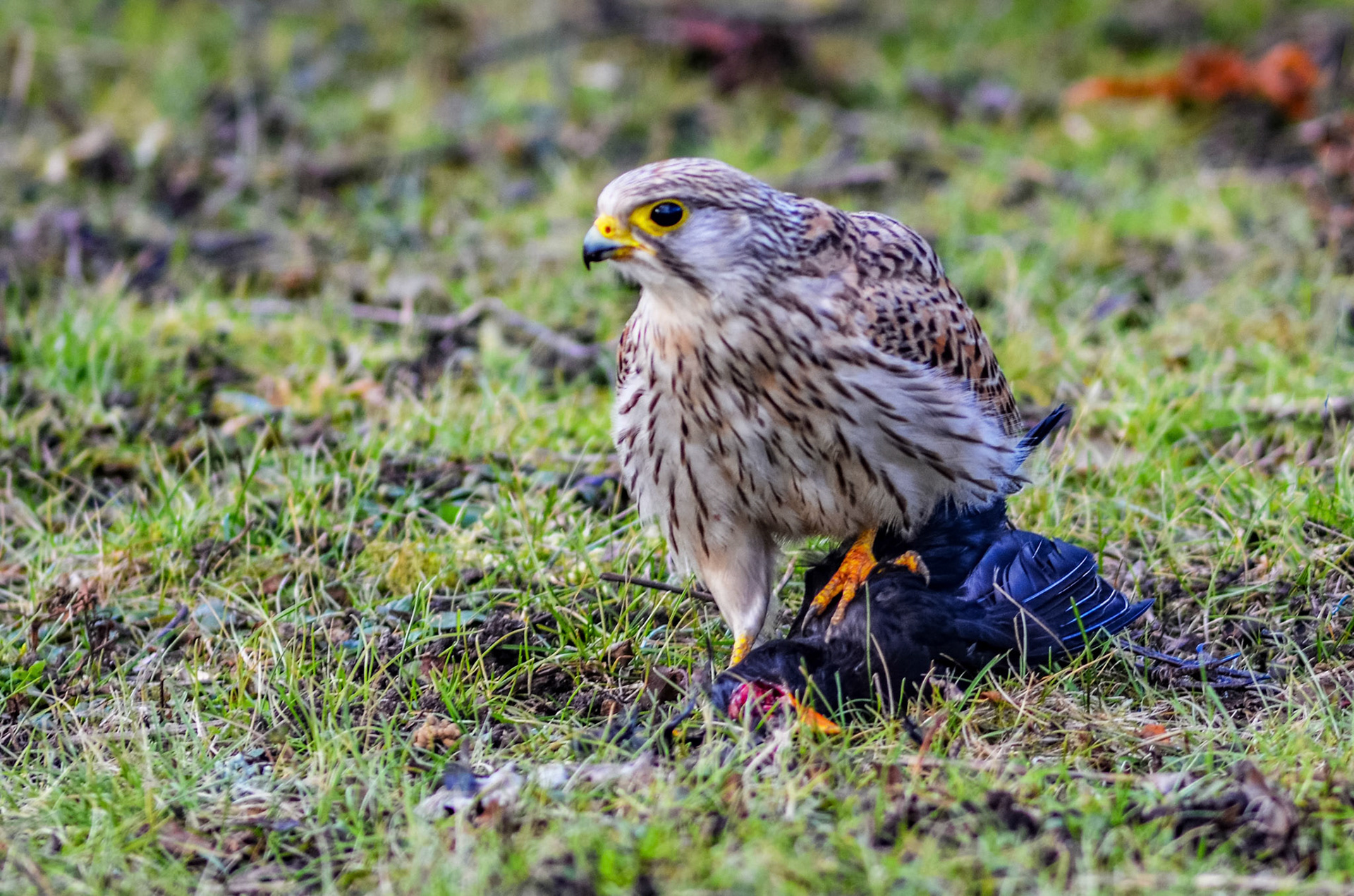 Épervier d'Europe. Les éperviers sont des oiseaux des bois et de la campagne, mais on en voit de plus en plus dans les jardins. Ils sont impopulaires, surtout lorsqu'ils viennent près des mangeoires. Il n'existe aucune preuve que leur activité fasse baisser les populations d'oiseaux. Pour mettre les petits oiseaux à l'abri, il faut placer les mangeoires près d’un buisson, ainsi ils peuvent s’y mettre a l’abri sans que l'épervier les poursuive. Ce merle n’a pas eu cette chance, un jour de février par grand froid.