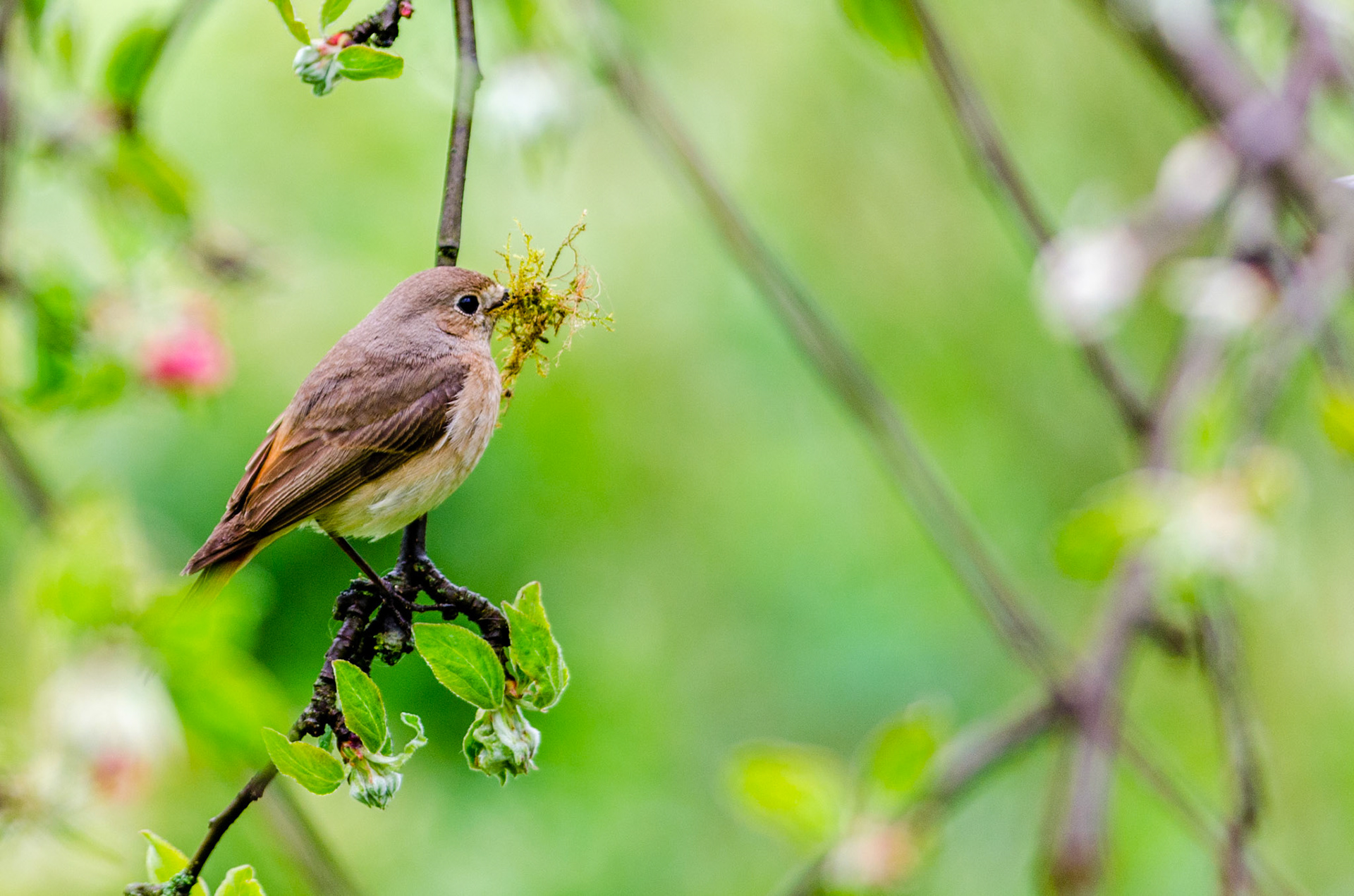 Rouge-queue à front blanc (femelle). Le Rouge-queue à front blanc est inféodé aux arbres. Il se rencontre dans une grande variété de milieux boisés ou plantés d’arbres. Il affectionne les feuillus mais apprécie également les forêts de pins maritimes. Le Rouge-queue à front blanc habite des terrains boisé clairsemés.