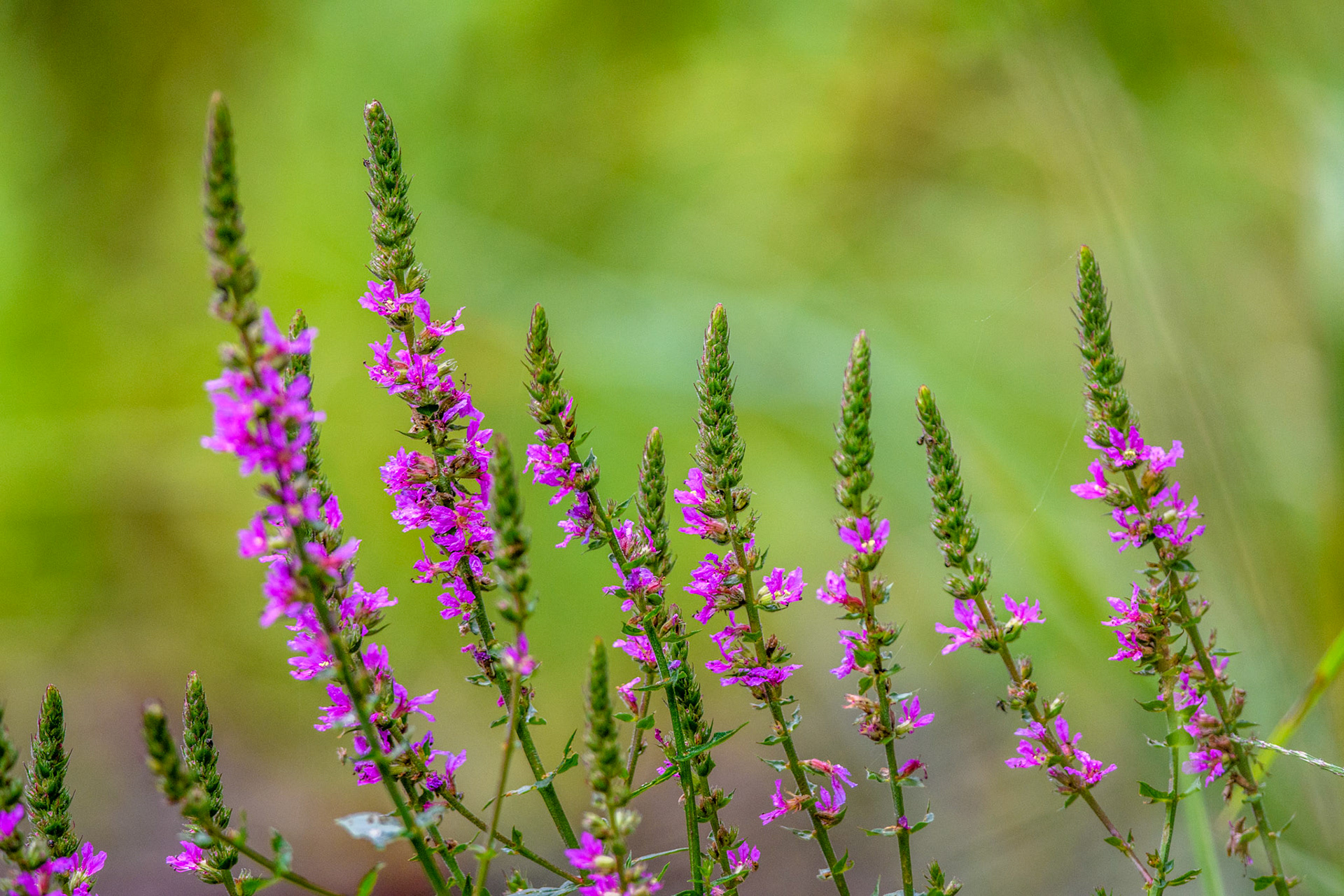 Sauge des prés. Regardez bien : ses anthères (c'est la partie terminale de l'étamine, organe mâle de la fleur, qui produit et renferme le pollen). Elles se sont fractionnées en deux sections très différentes : l’une soutient les filaments qui contiennent le pollen et qui sont protégés par la lèvre supérieure de la fleur. L’autre partie s’est élargie pour prendre la forme d’une bêche dont le but est de fermer partiellement le tube et d’accueillir les bourdons lorsqu’ils insèrent leur trompe dans la fleur pour atteindre le logement du nectar. Si un insecte touche cette partie, les filaments situés à l’autre extrémité de la structure basculent vers l’avant pour toucher le dos de l’insecte. Avec un peu de chance, ce pollen finira sur le stigmate de la prochaine fleur visitée.