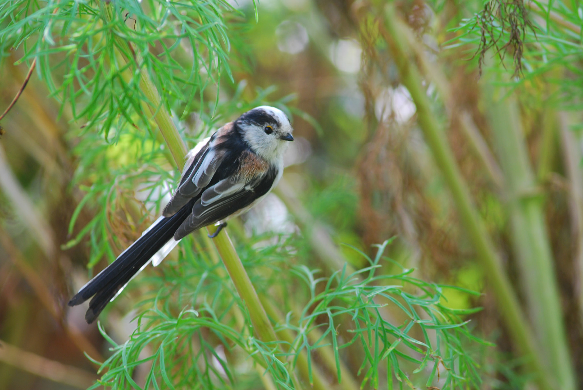 La mésange à longue queue est l'oiseau qui possède la plus longue queue par rapport à sa taille. Avec cette queue démesurément longue et son plumage noir, crème et rosé, elle est facile à identifier. Elle reste rarement à un endroit. On peut les observer dans leur incessante activité faite d'acrobatie, dans les arbres et les arbustes.