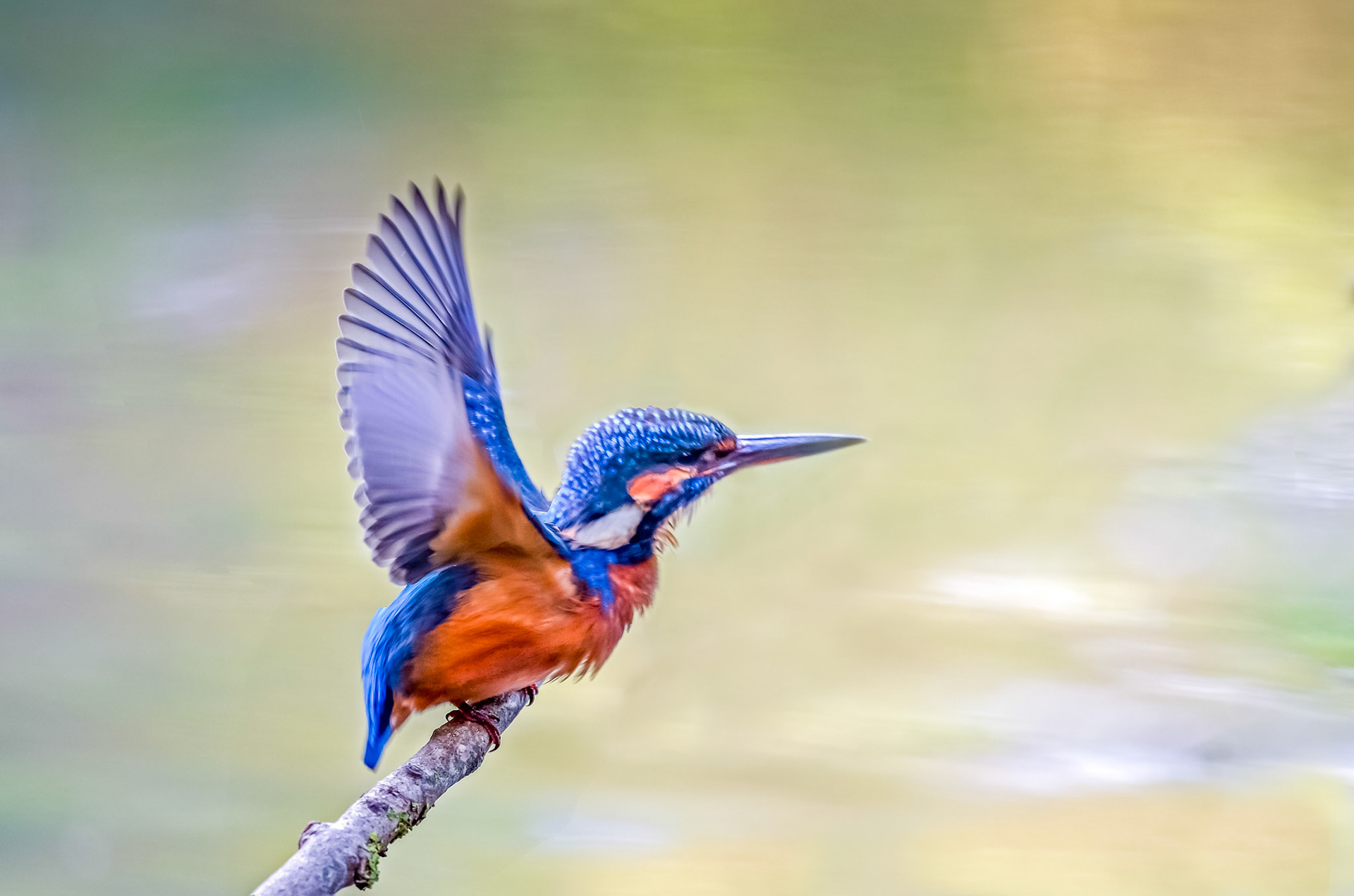 Martin-Pêcheur. Lorsqu'il est aperçu en vol, le plumage reflète des tons bleu et orange brillants qui captent la lumière. C'est un oiseau timide, que l'on entend bien avant de le voir : son appel est sonore, aigu et strident, portant très loin.