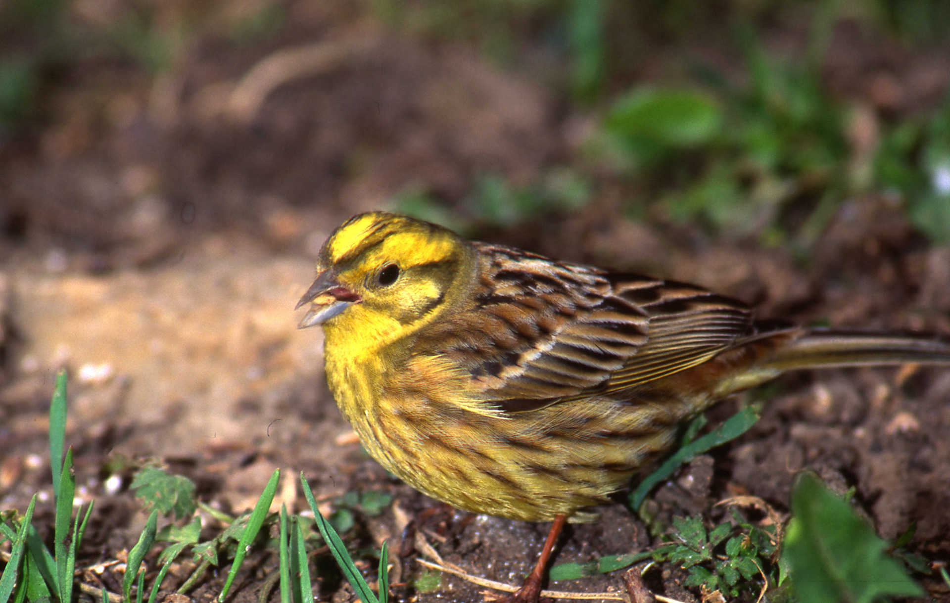 Le Bruant jaune est aussi un oiseau des prés et des champs, est un oiseau extrêmement menacé (photo de 1988). Il est particulièrement spectaculaire et il ne se confond avec aucune autre espèce. Il a un corps élancé avec une tête jaune soufre, surmontée d'un peu de brun. Le dessus et le croupion sont brun roux, plus foncé sur le dos. La poitrine est jaune, devenant très pâle sur le ventre. En vol, on peut observer le croupion de teinte brun cannelle et le blanc brillant des rectrices externes. Le bruant jaune est un oiseau campagnard qui nourrit dans les champs et niche dans les haies, en bordure des bois et dans les grandes coupes forestières et les friches boisées.