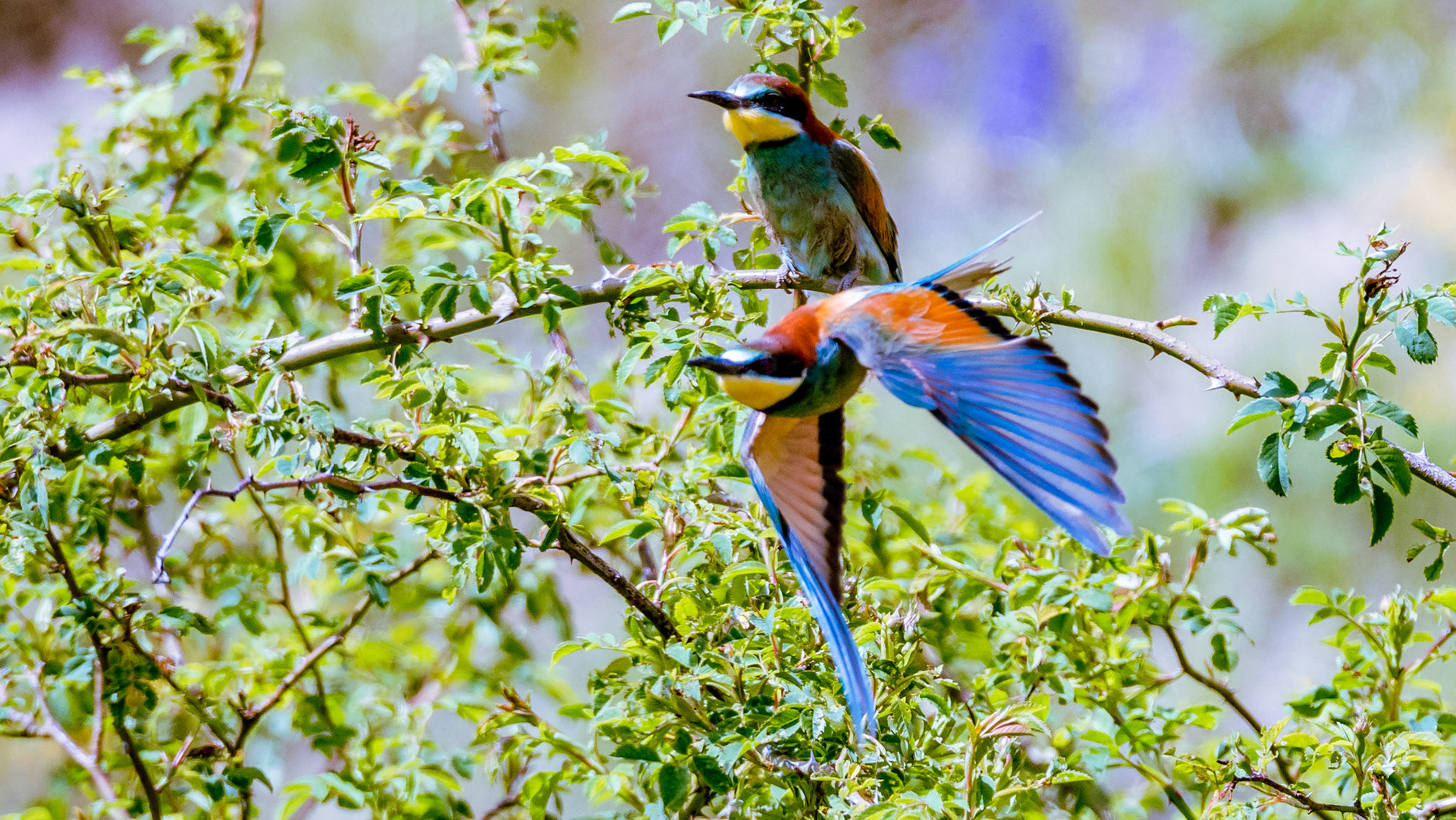 Repas oiseaux rouge-gorge/mésange, chardonneret et pinson