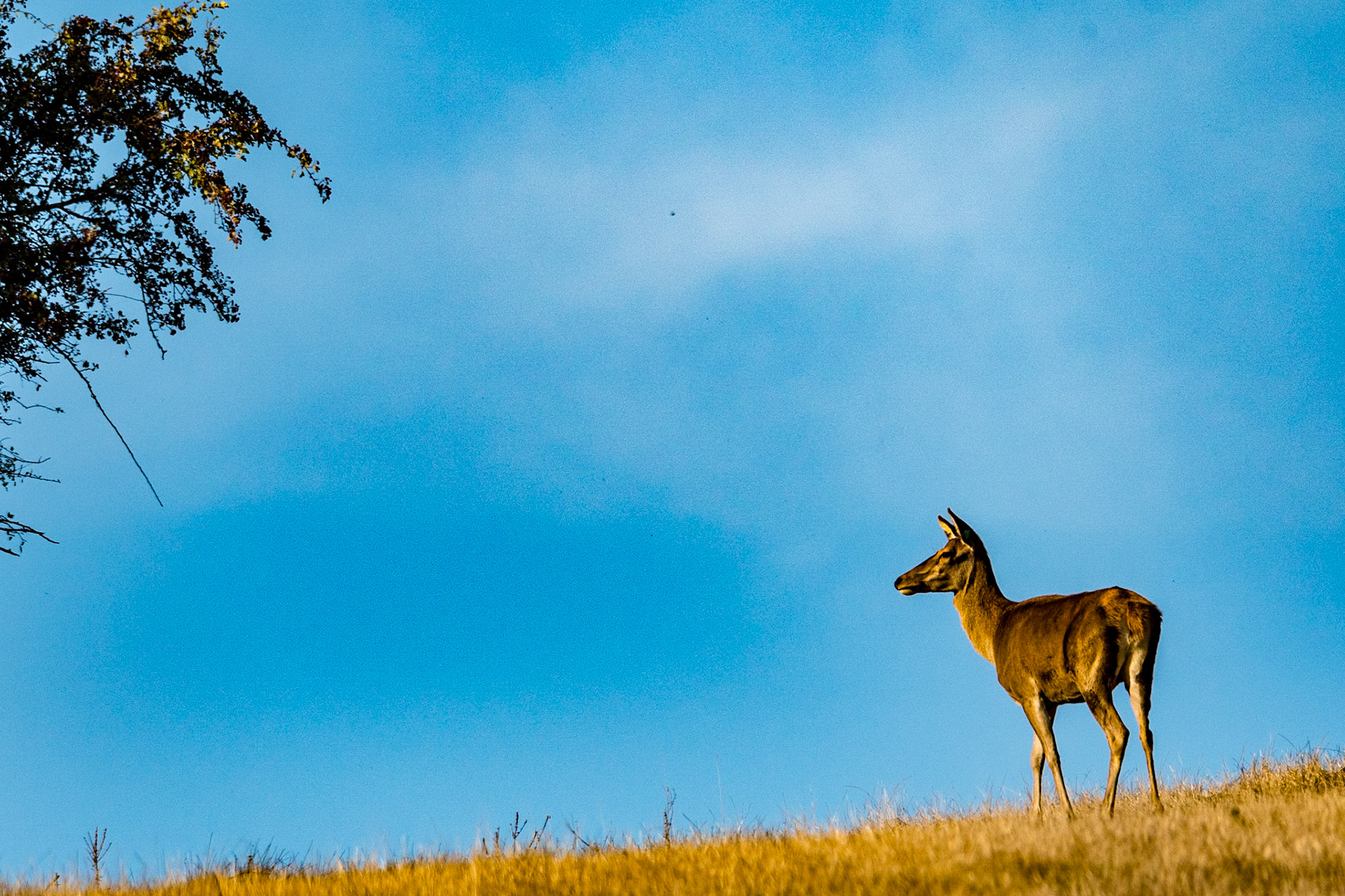 Biche