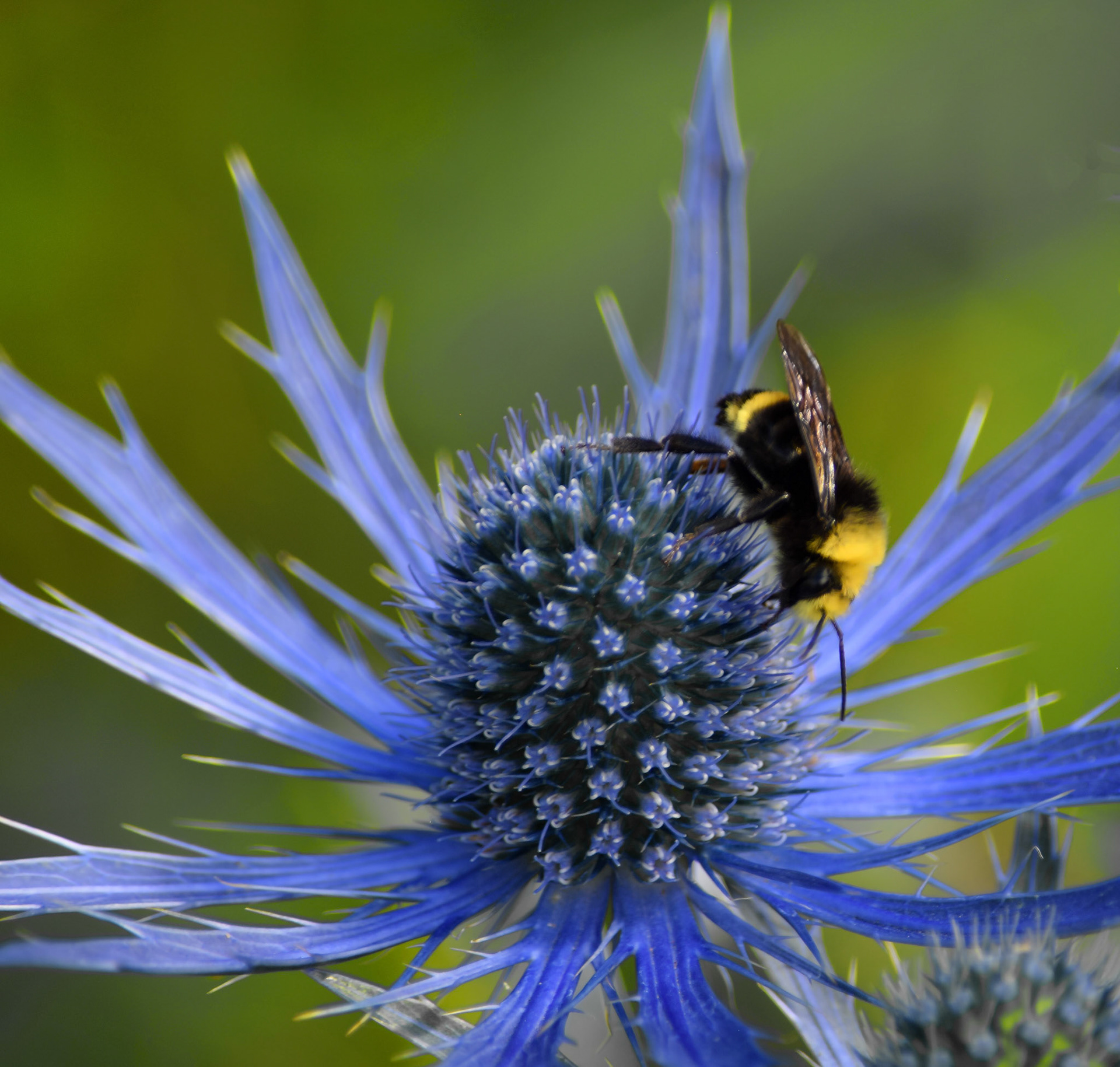 Bee sharp
