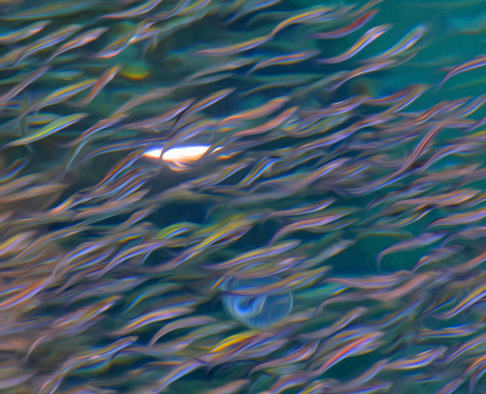 Another jellyfish ?