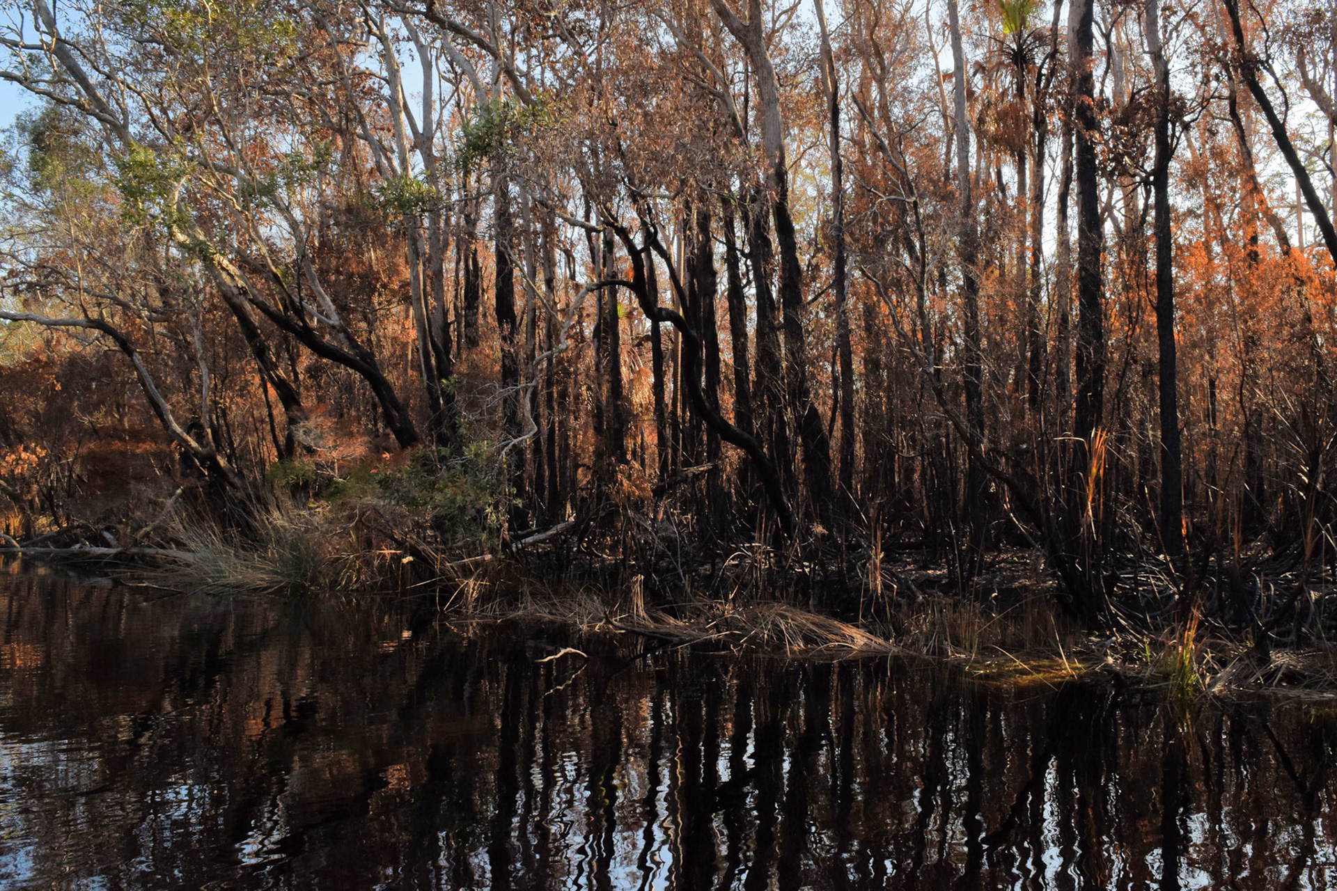 Blackened Trees