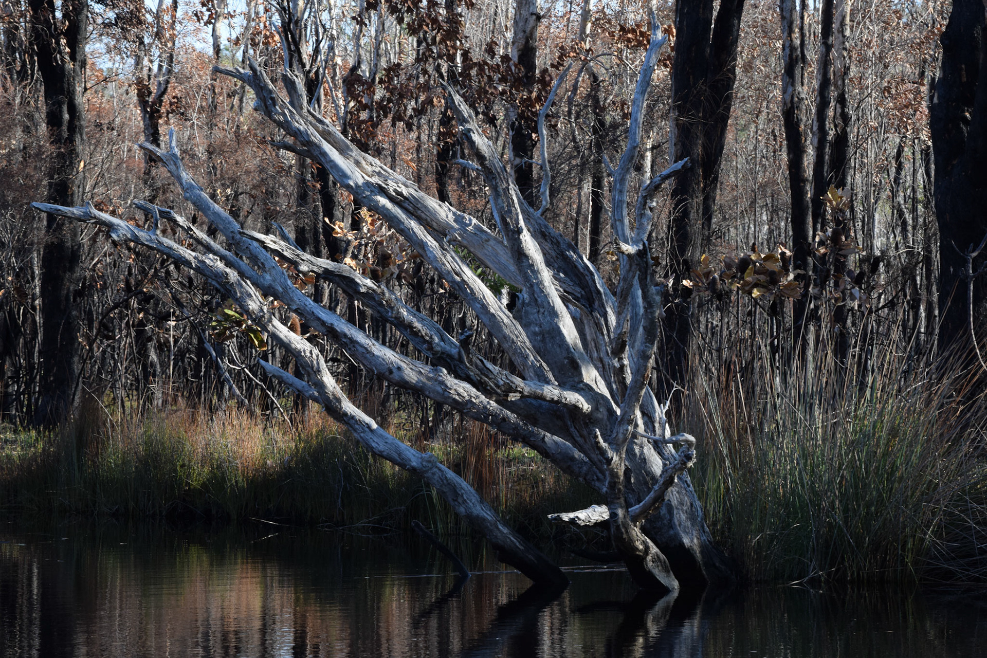 Bushfire charred