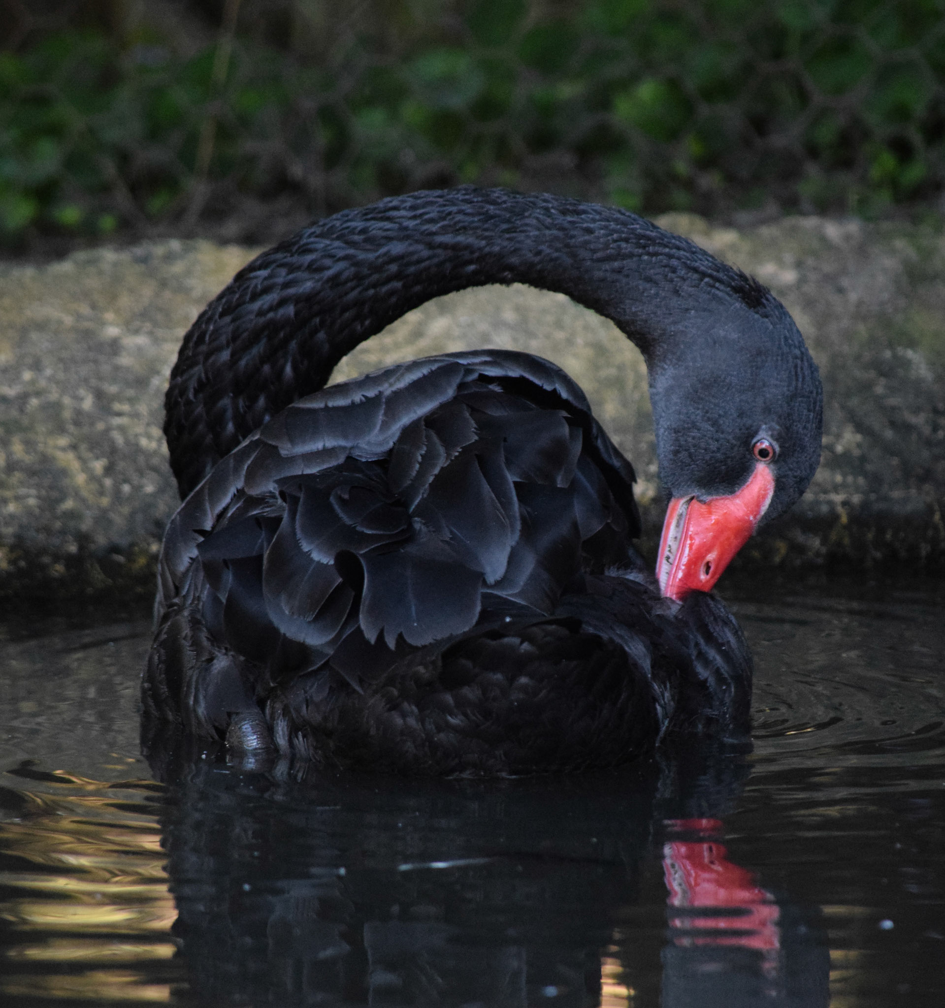 Swan Elegance