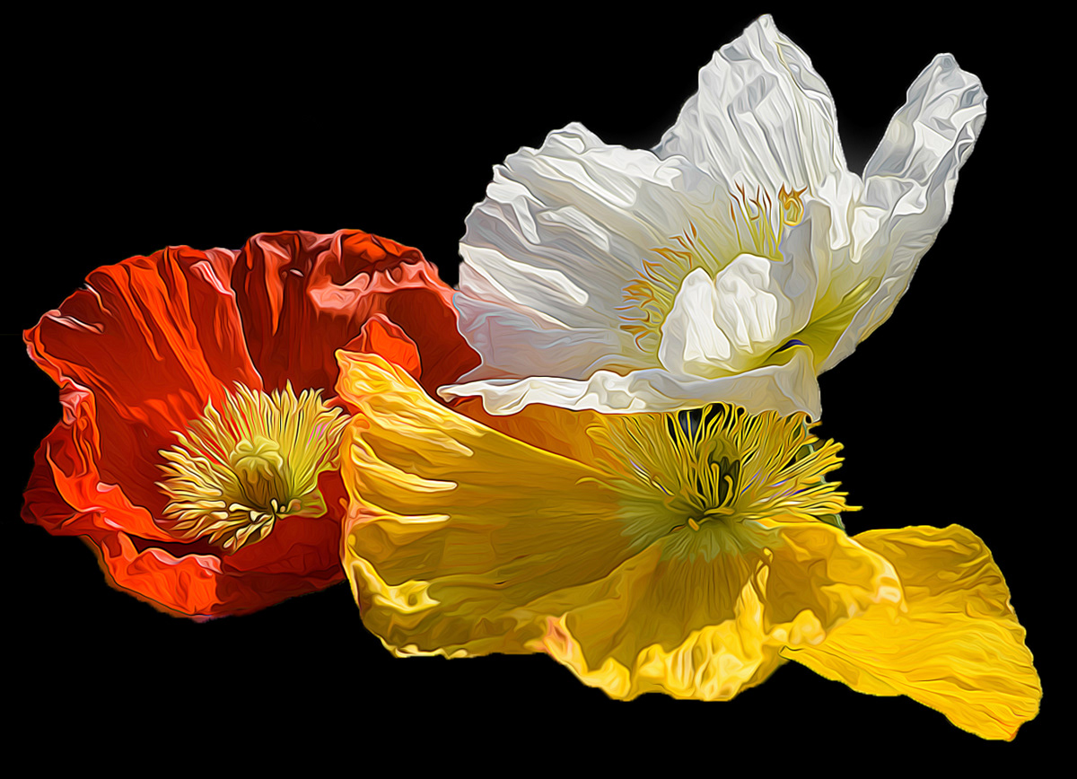 Poppy Tricolour