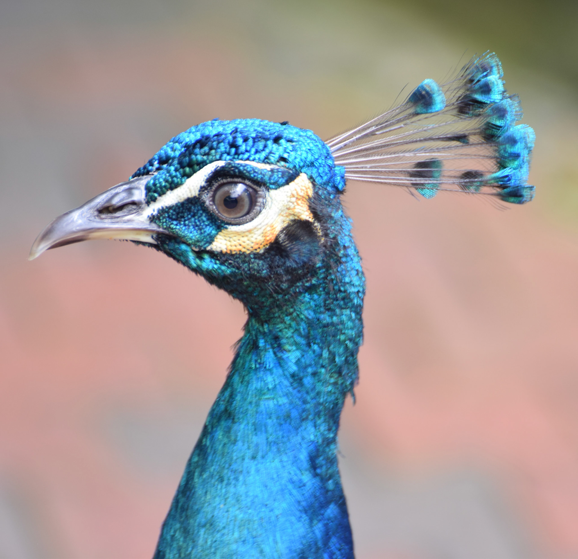 Showoff