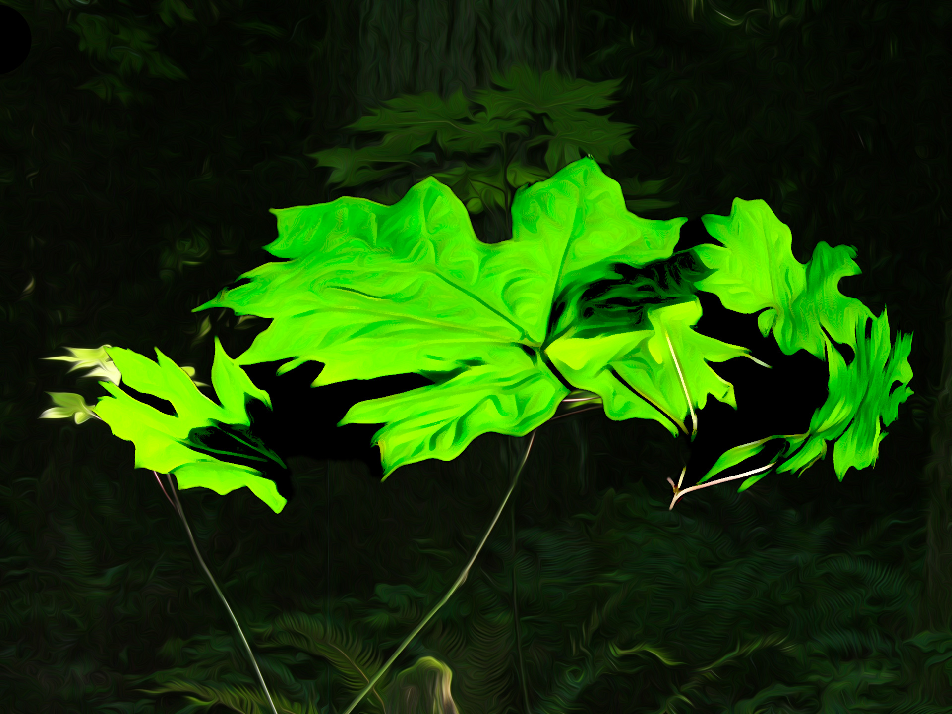 Through the Canopy