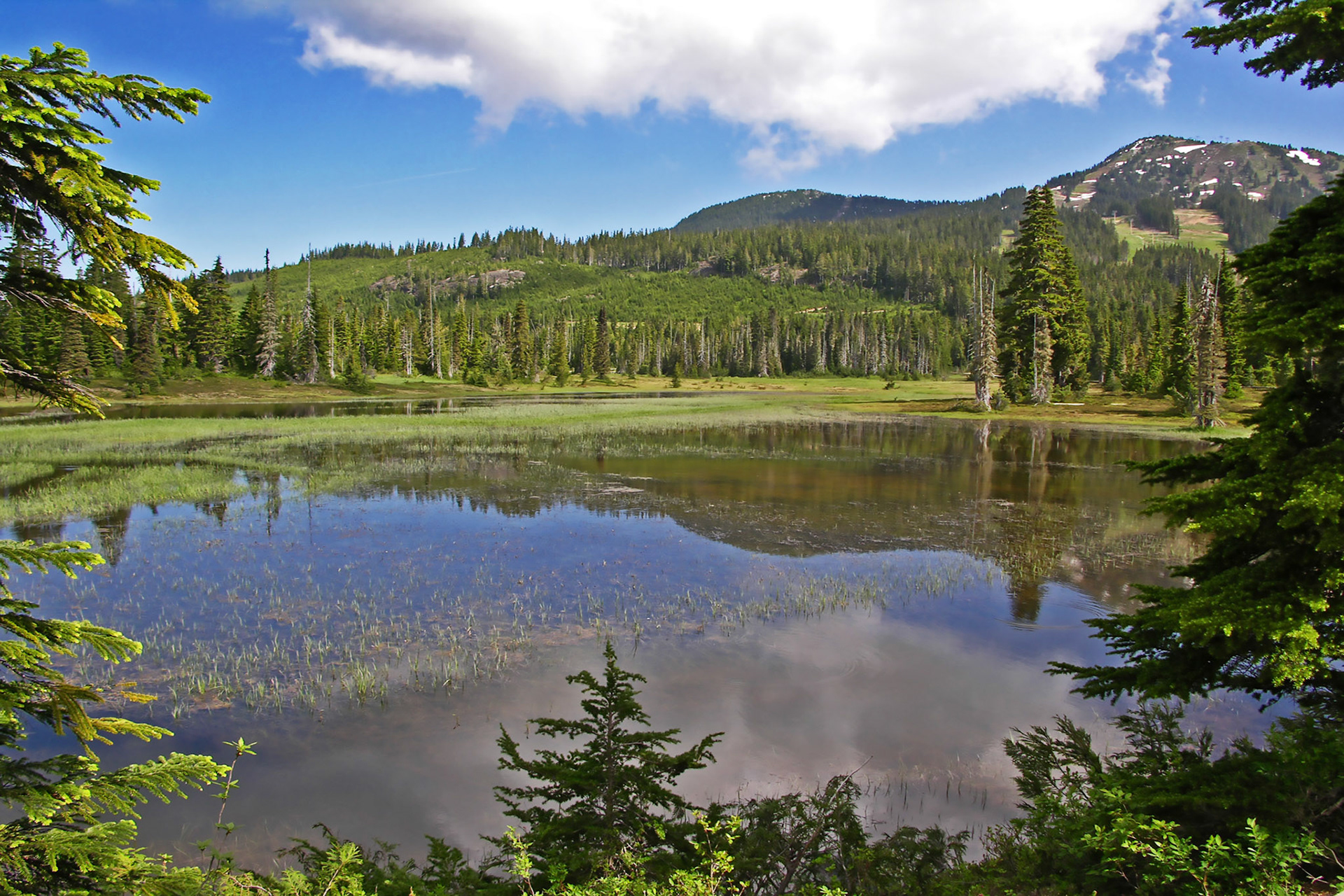 Snowmelt on Mt Washington meadows.