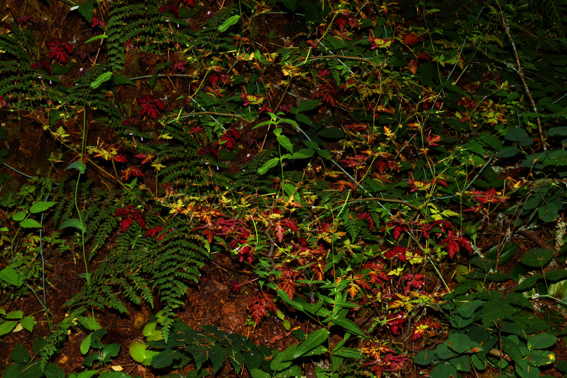 Woodland carpet