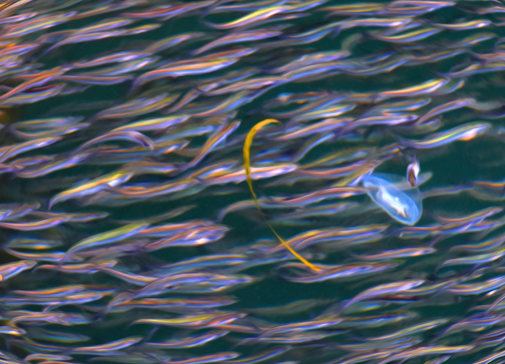Jellyfish intruder