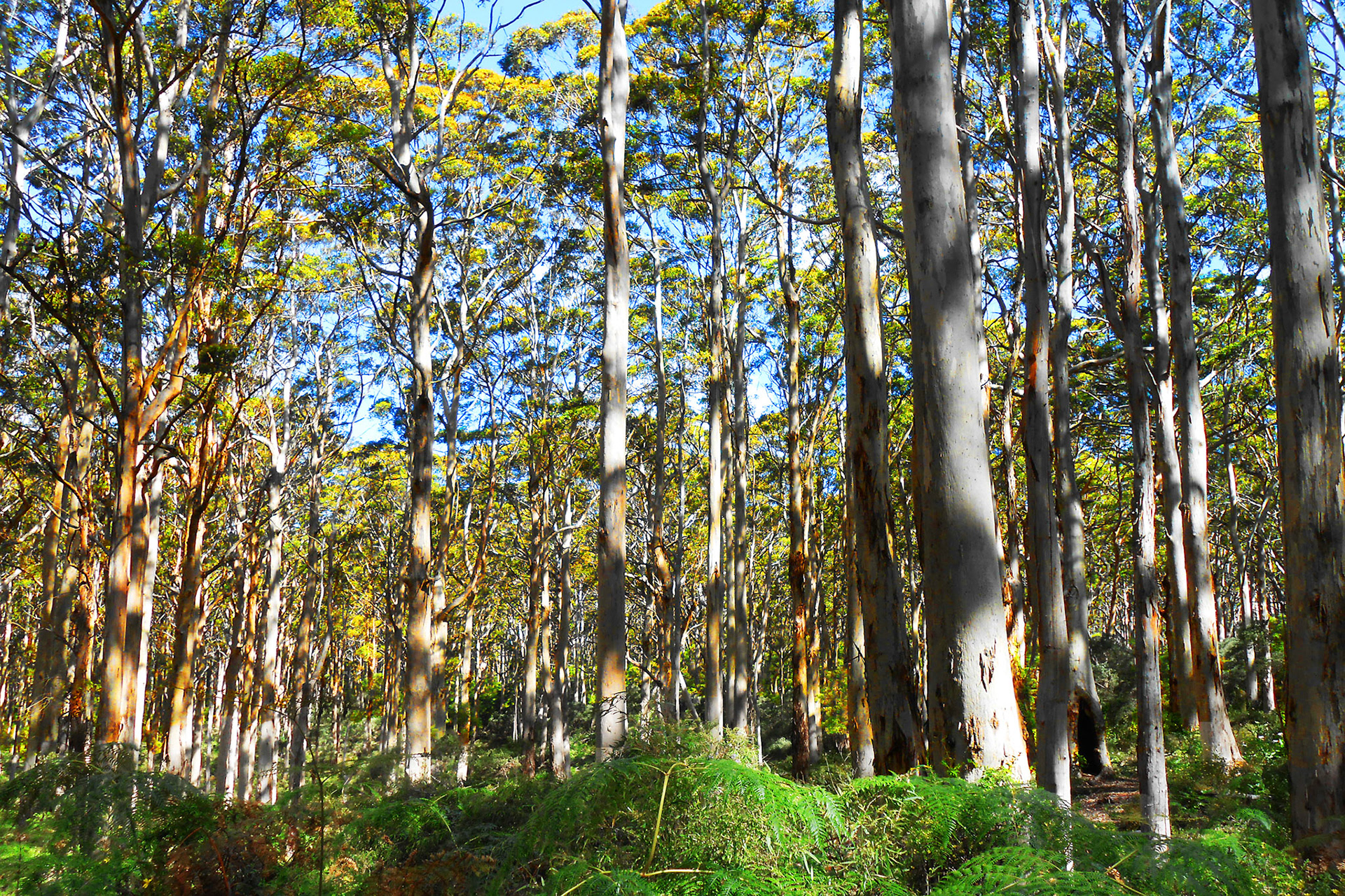Aussie Forest