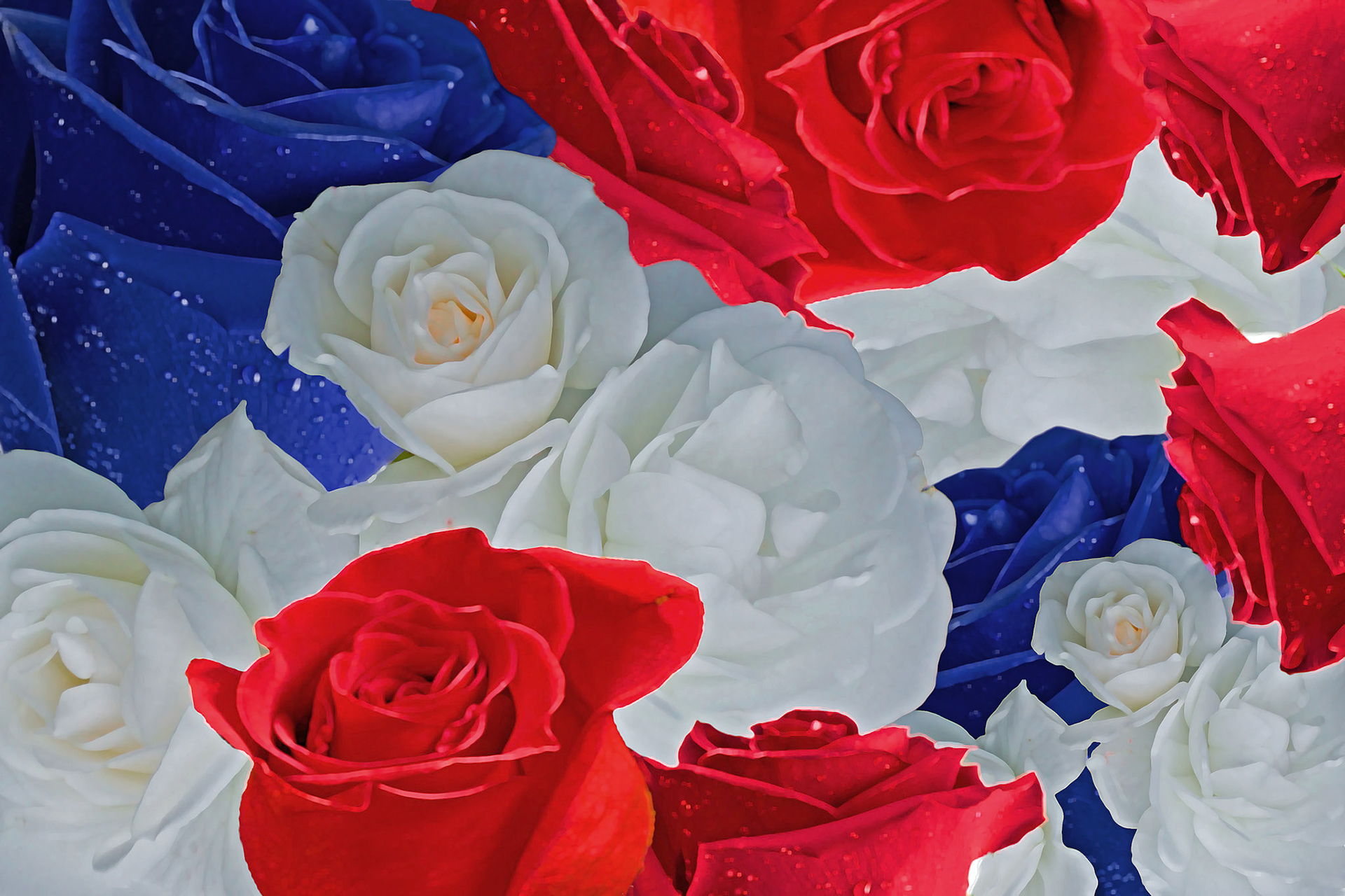 Patriotic Roses