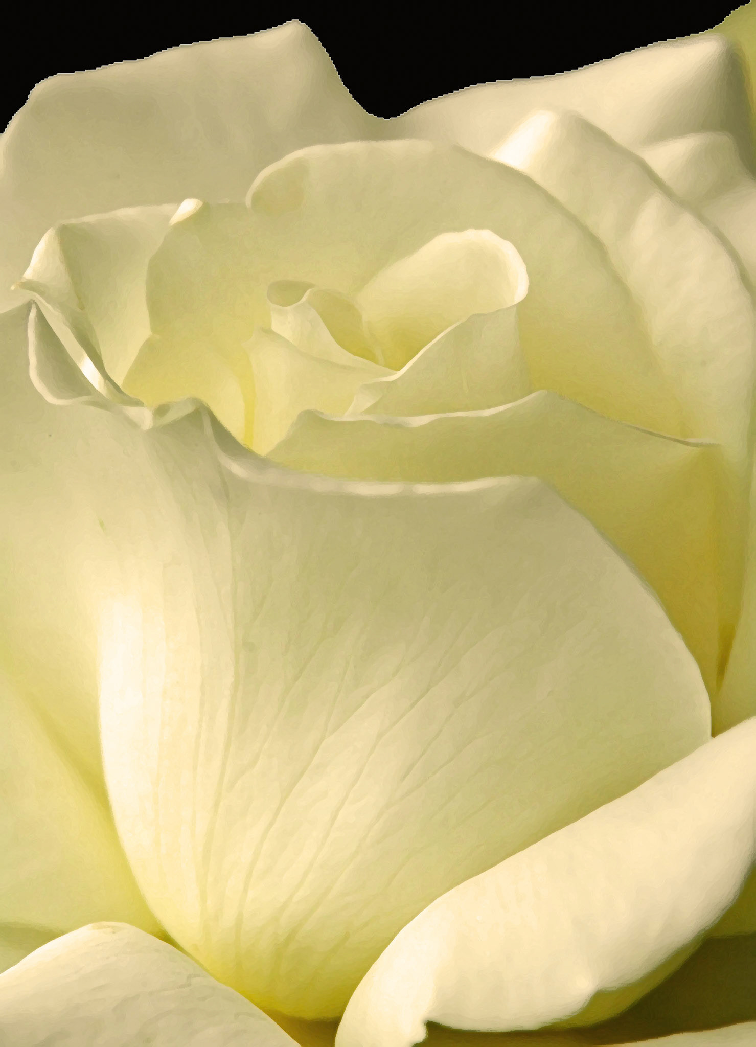 Yorkshire Rose