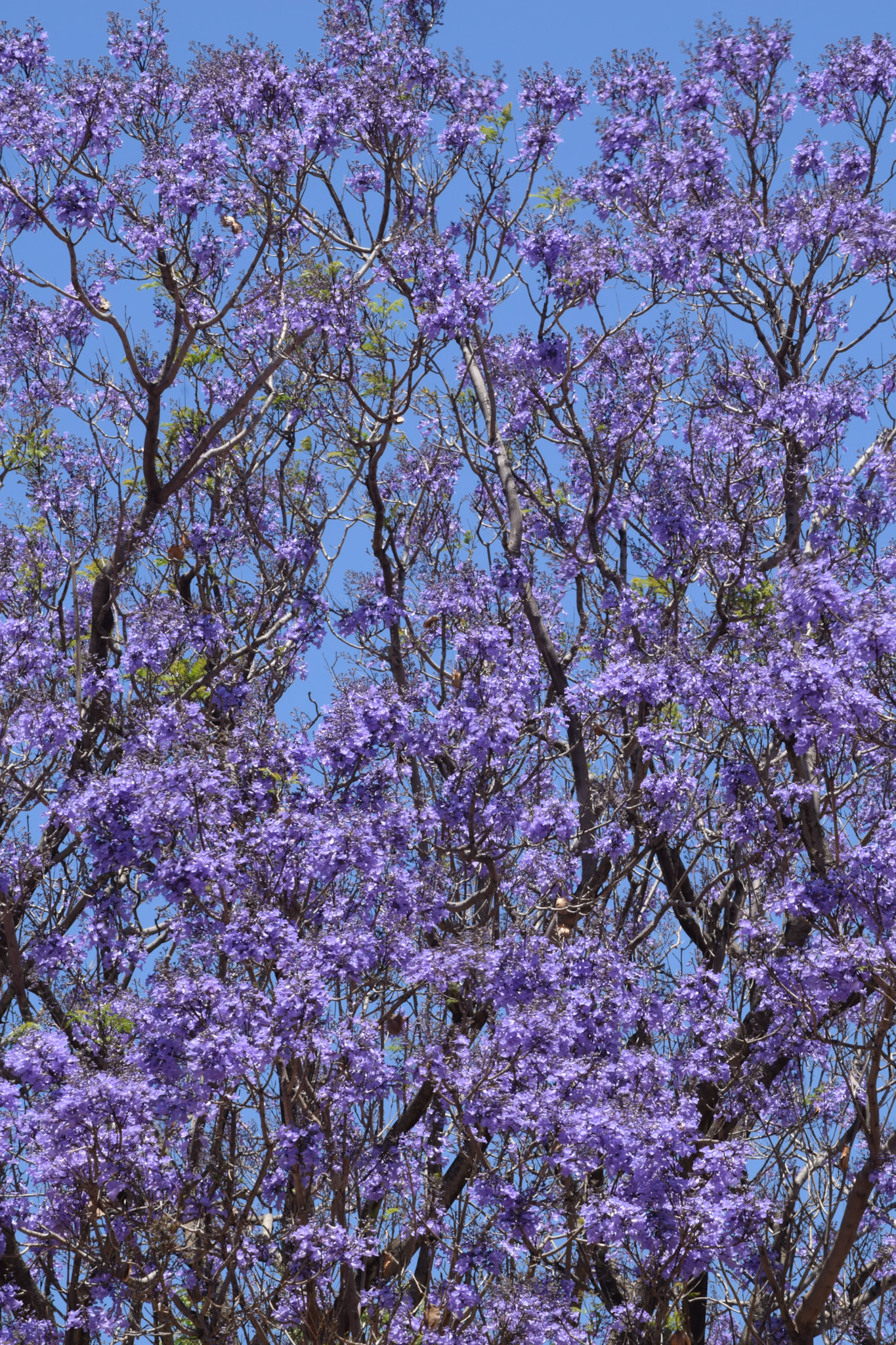 Jacaranda