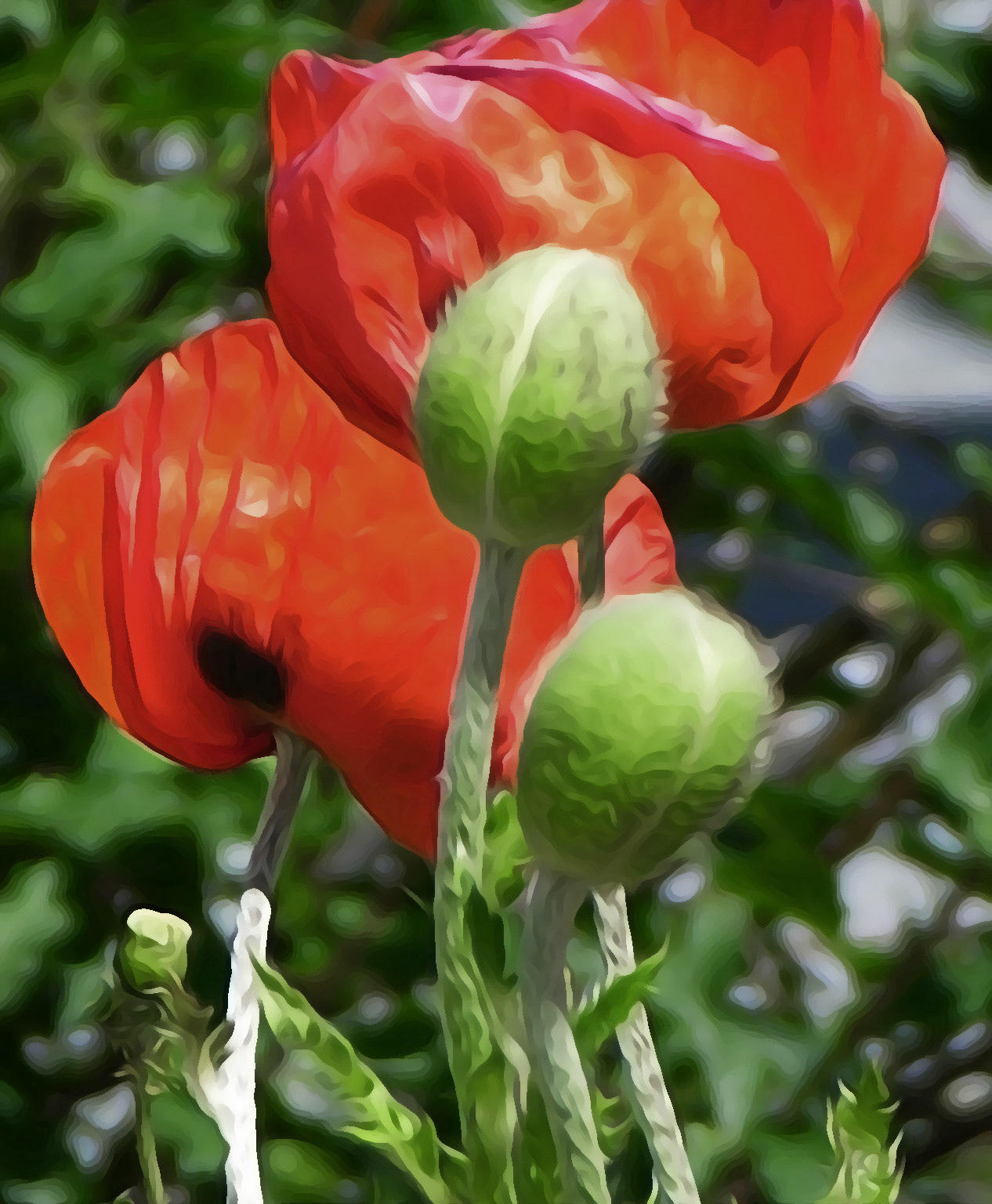 Seeds Pop