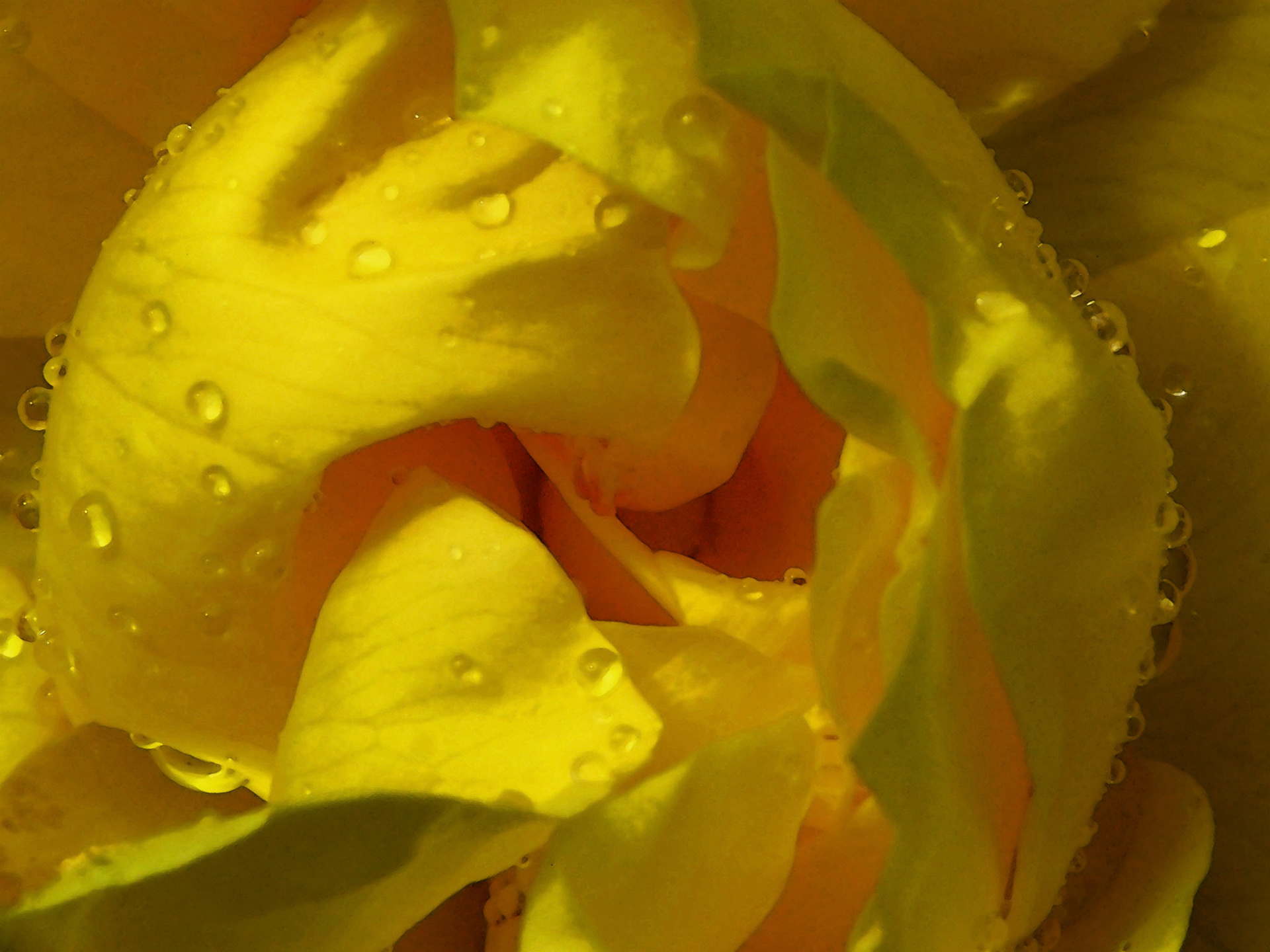 Roses and Raindrops