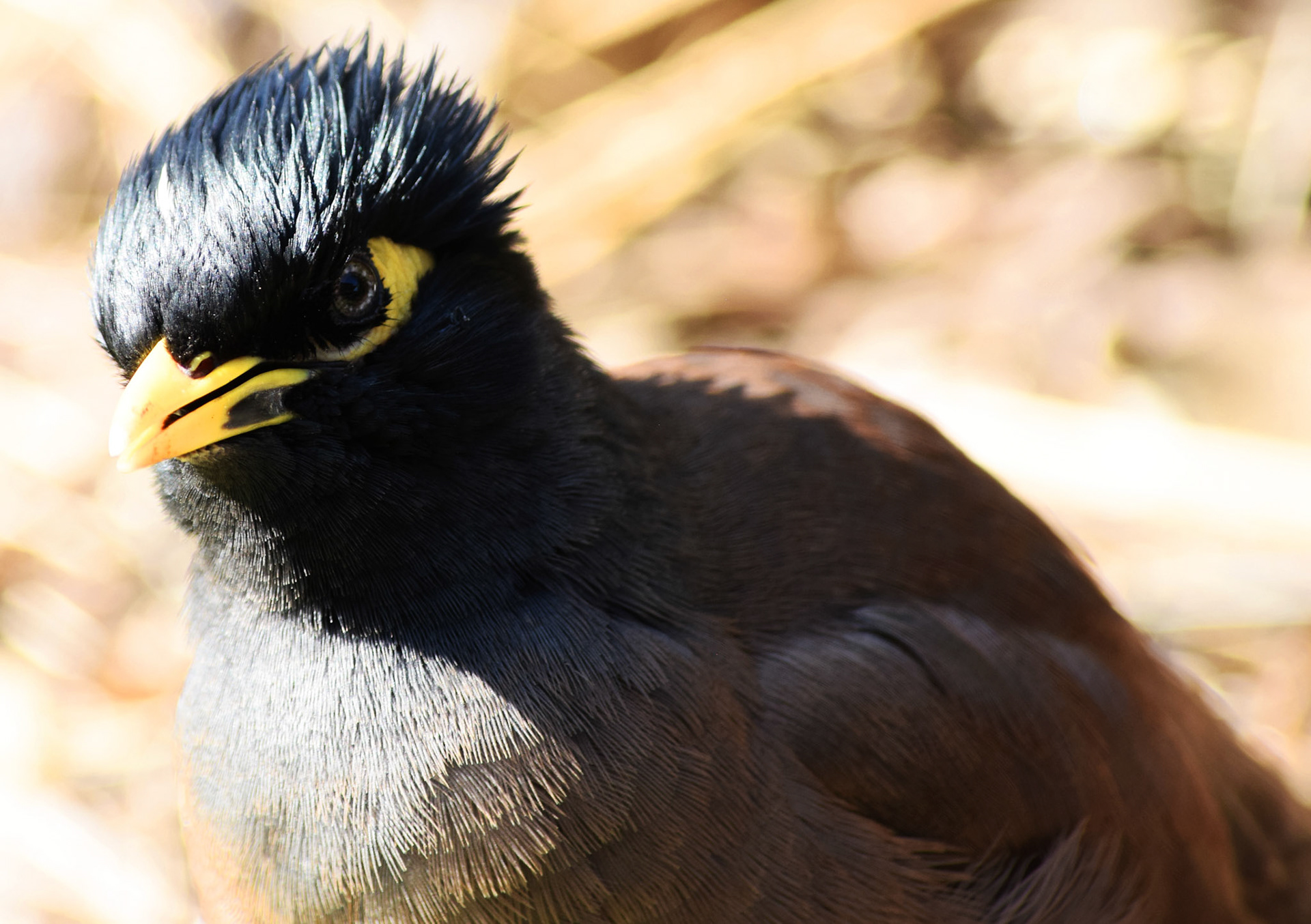 Angry Bird