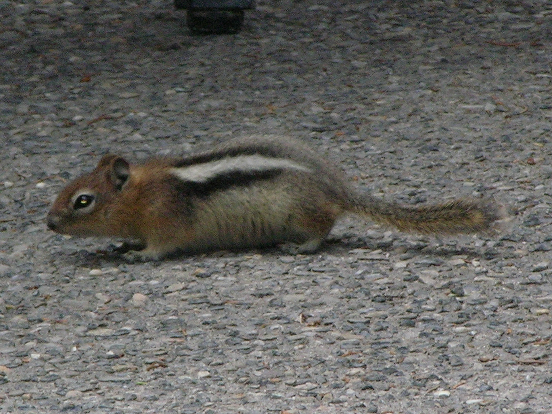 Chipmunk Charlie