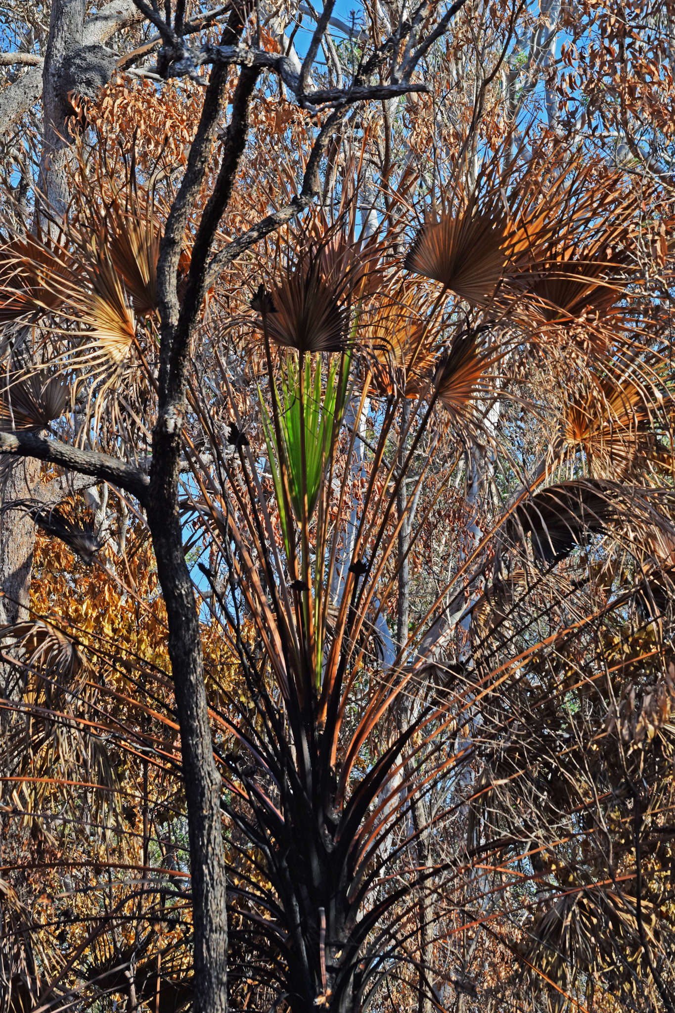 Green shoots