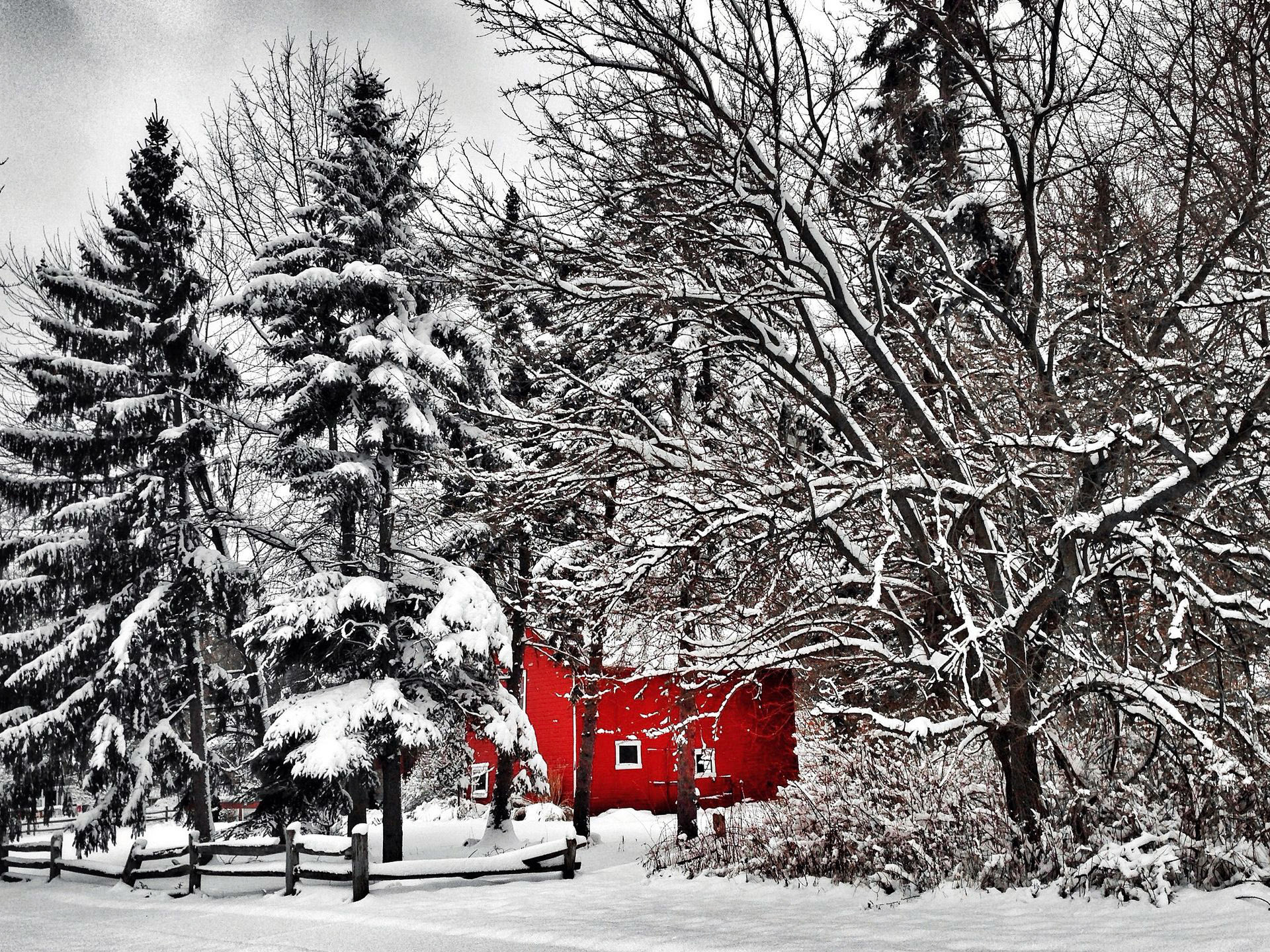 Deep in the winter woods