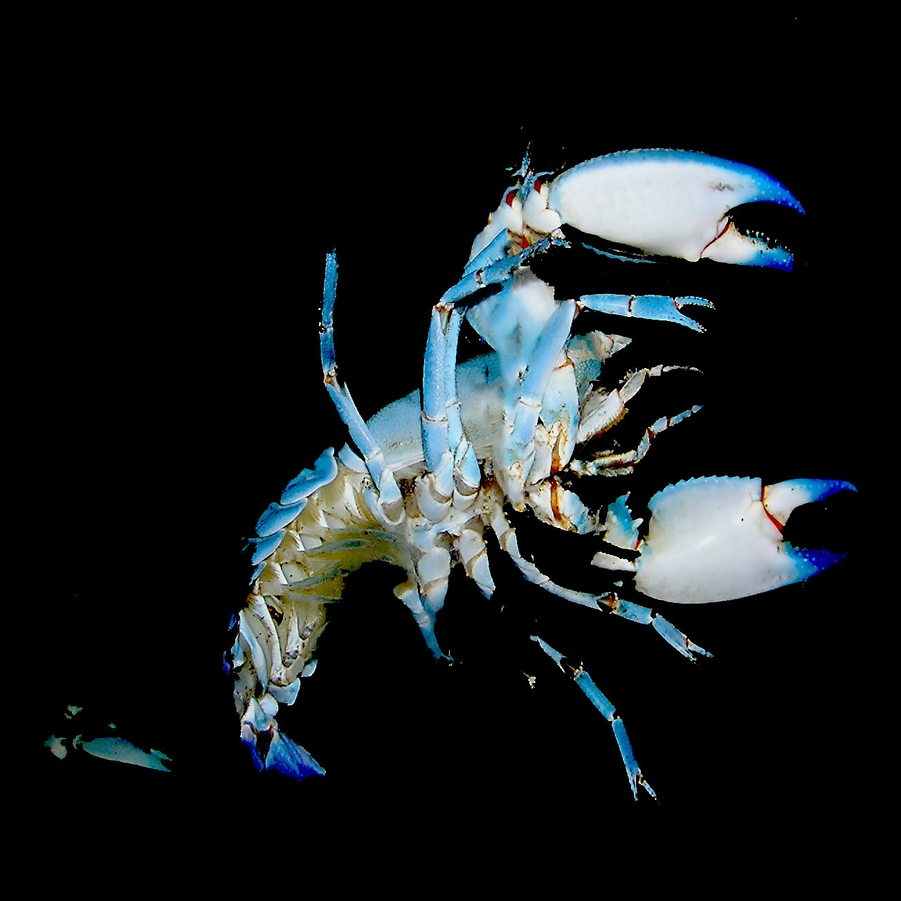 Lobster from Blue Lagoon
