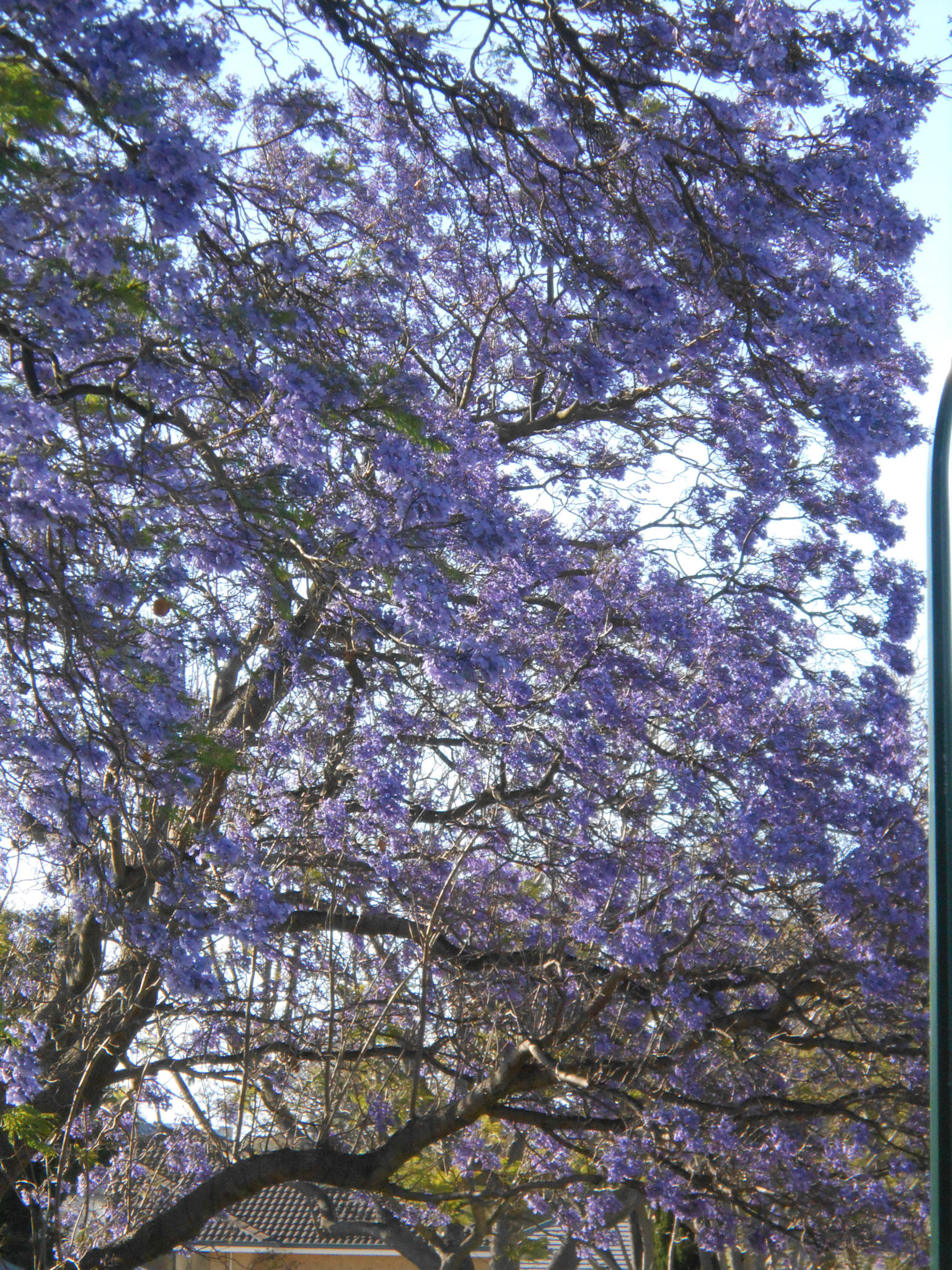 Jacaranda Burst