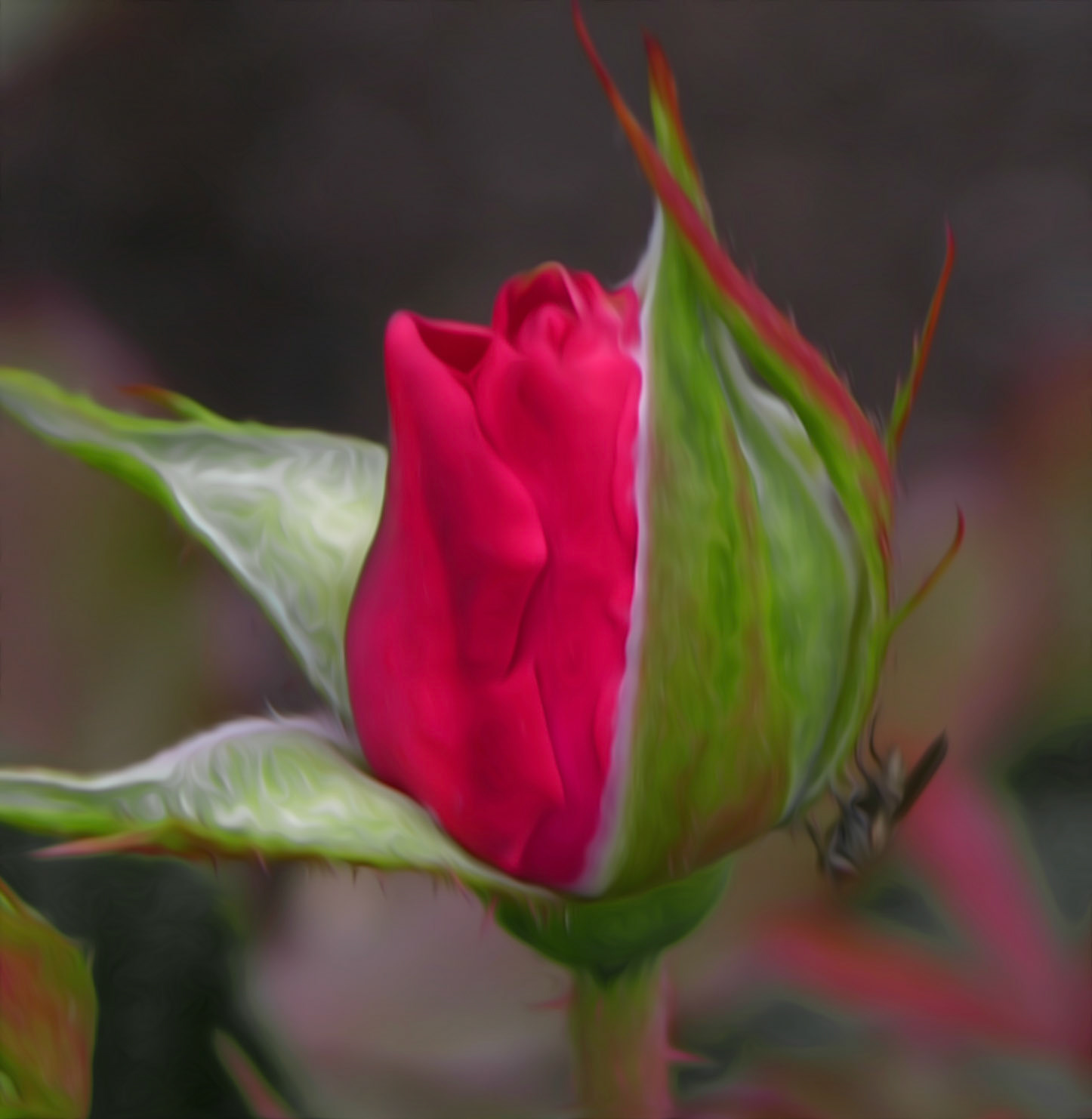 Red Rose bud