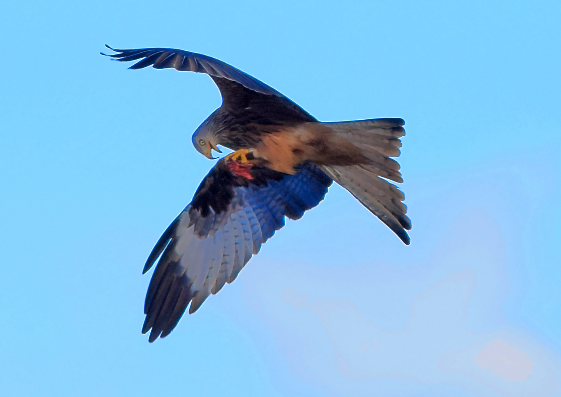 Meal on the wing
