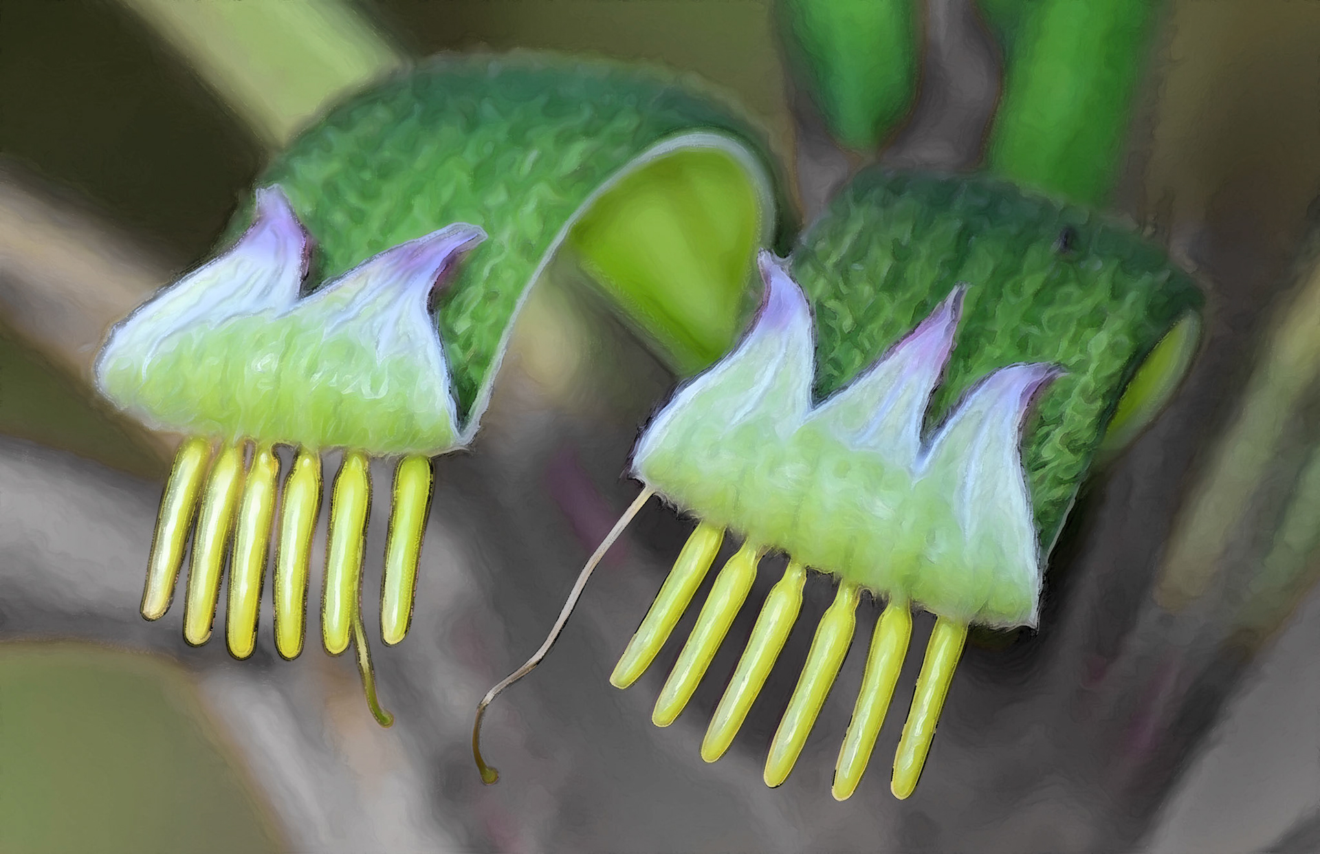 Kangaroo Paw
