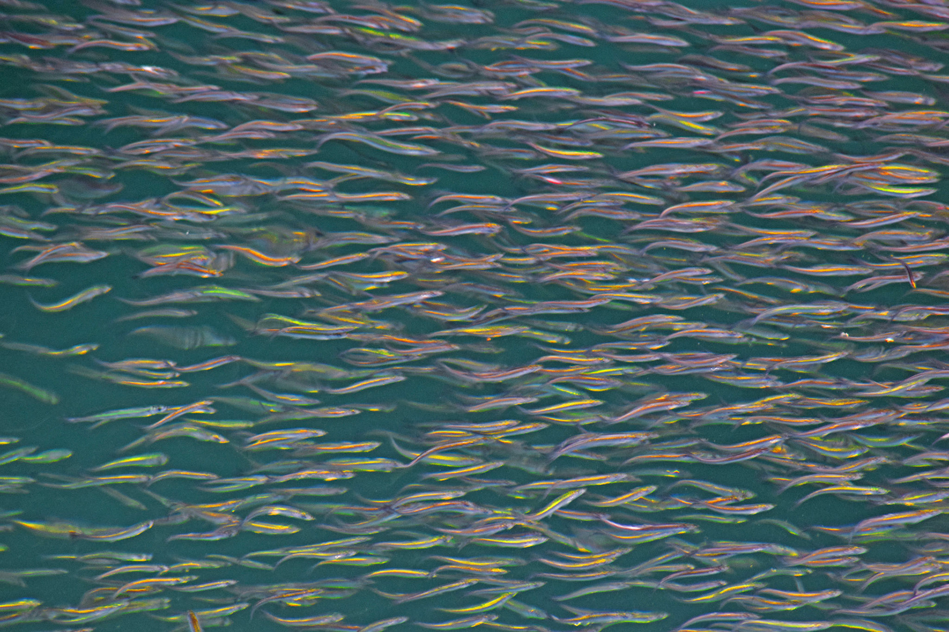 Shooting fish in a barrel