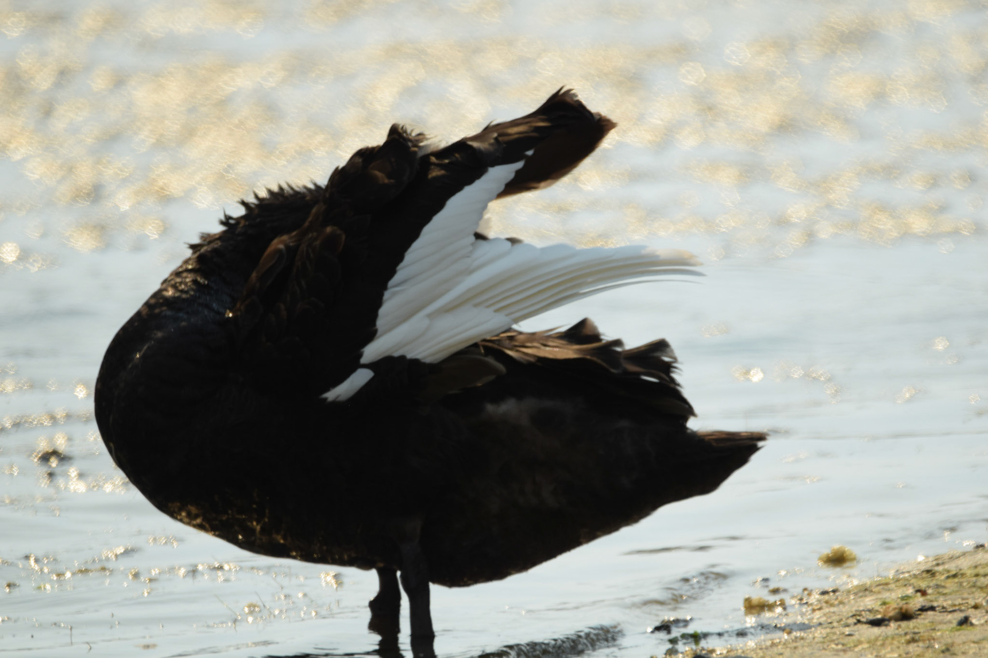 Black Swan, White Feathers ?