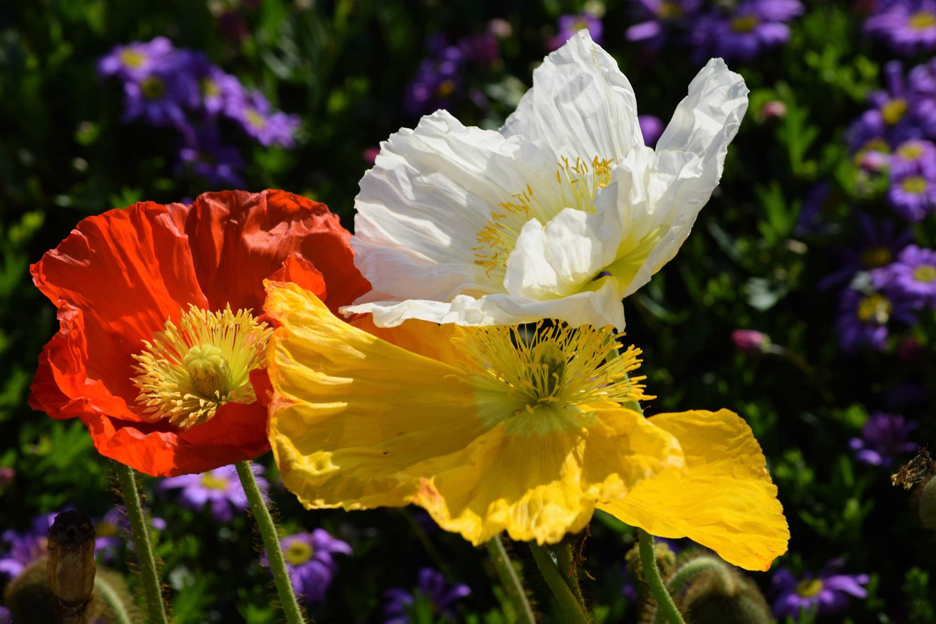 Tricolour in Situ