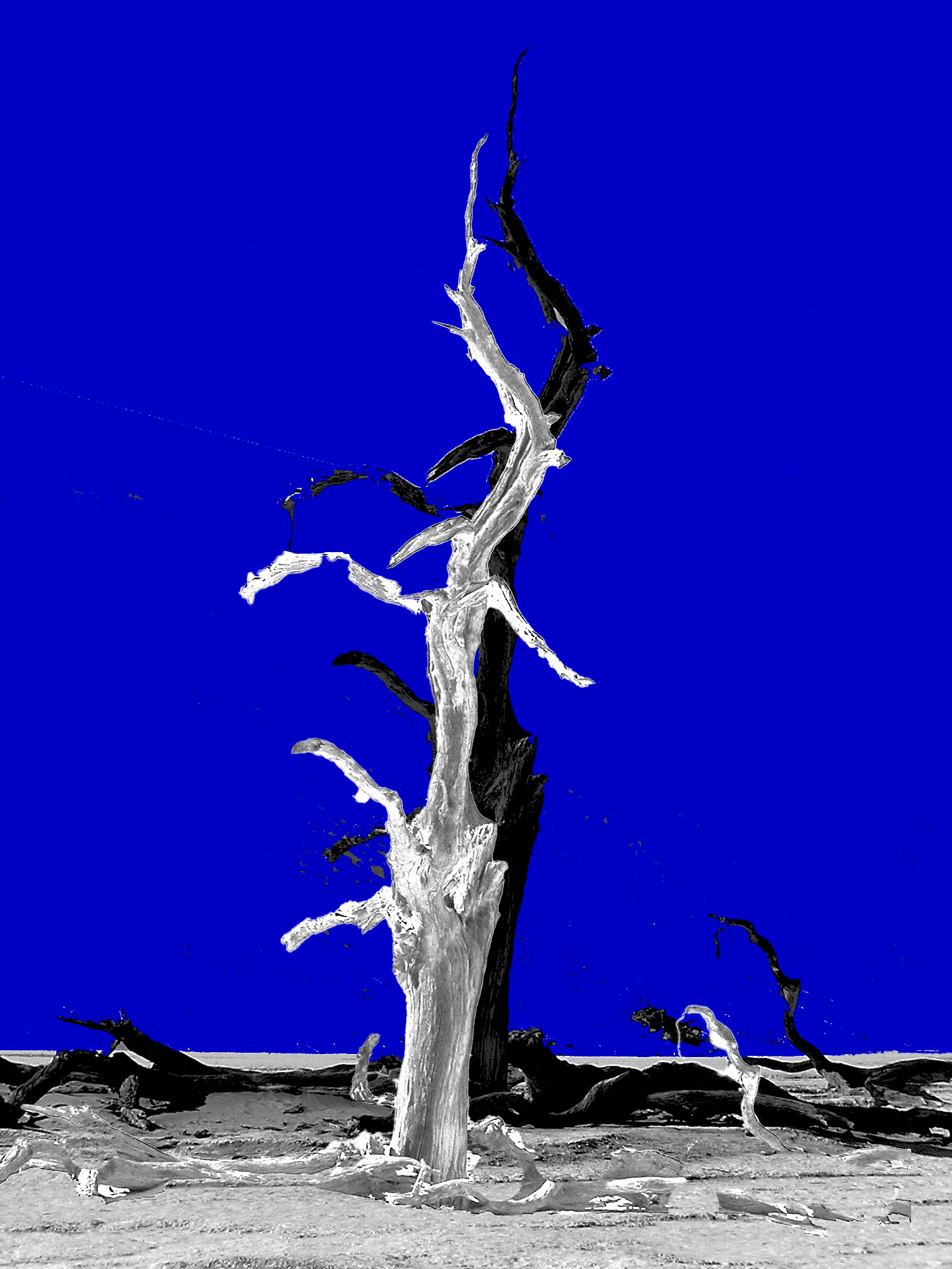 Stark Tree Shadow