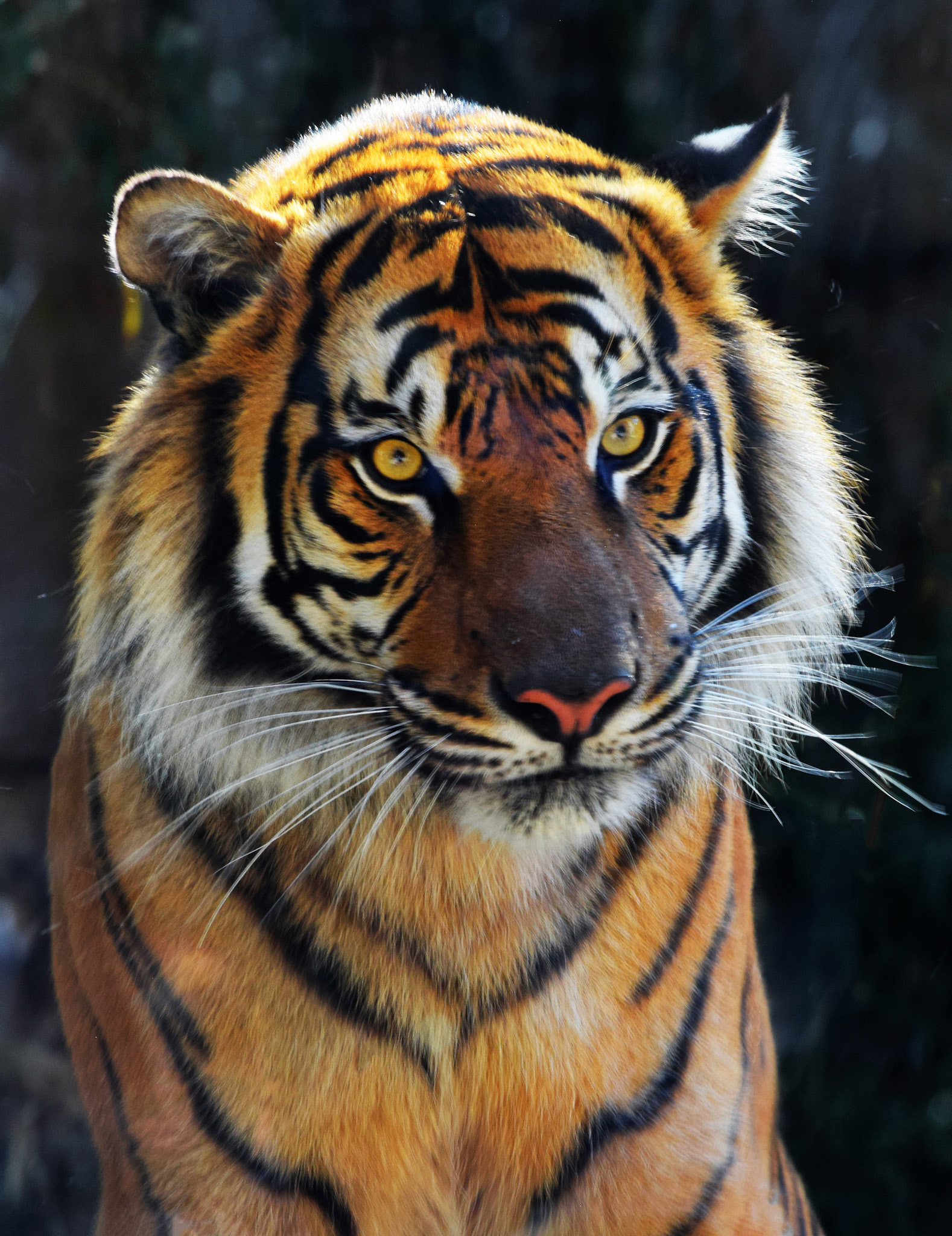 The eyes