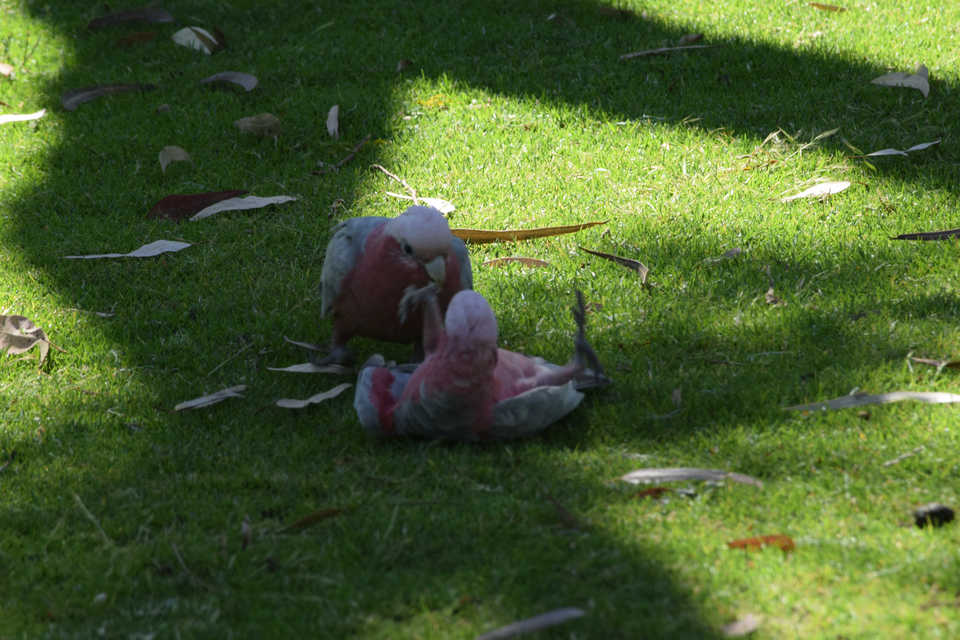 Fighting Galahs