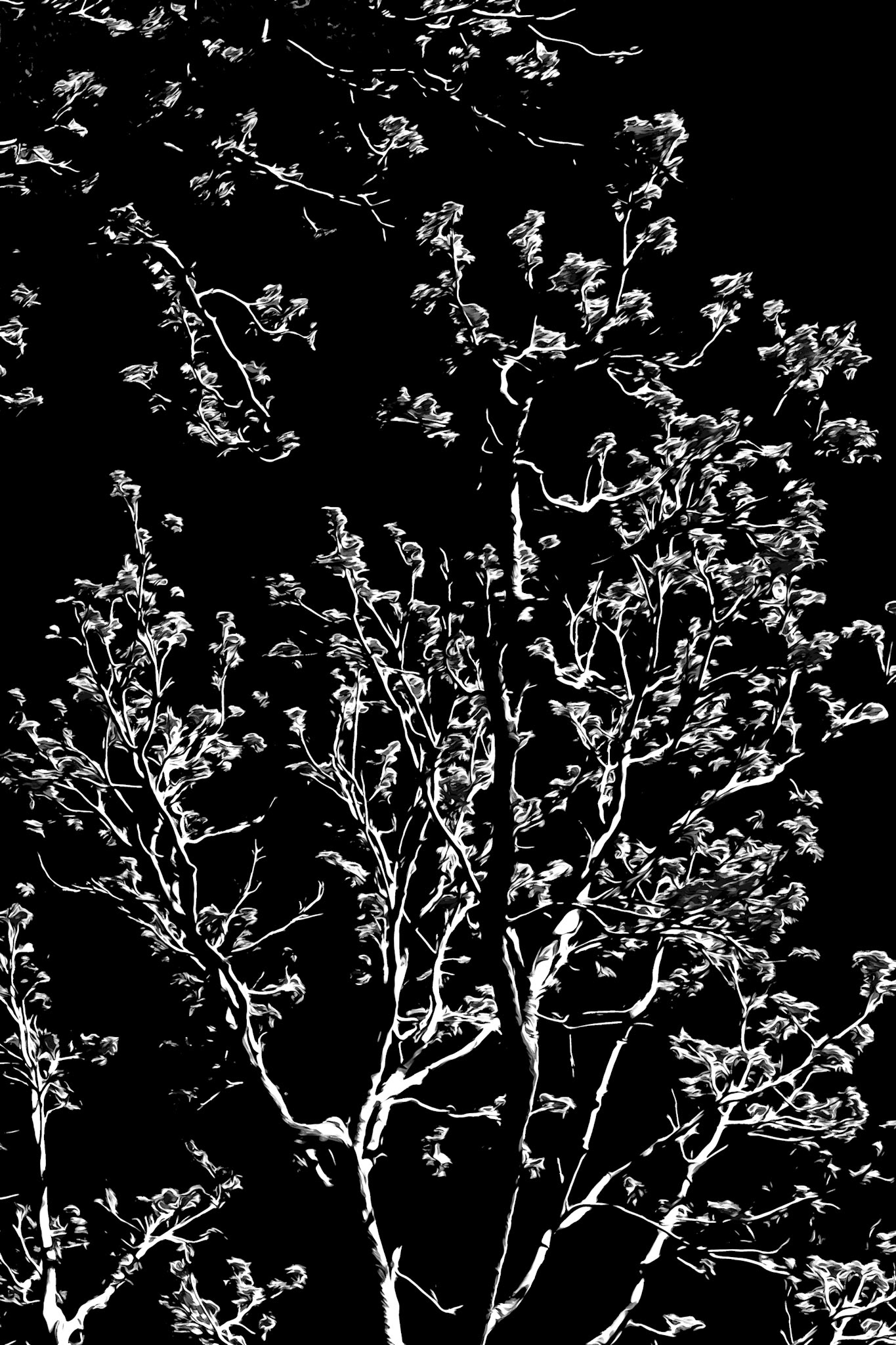 BWBush
