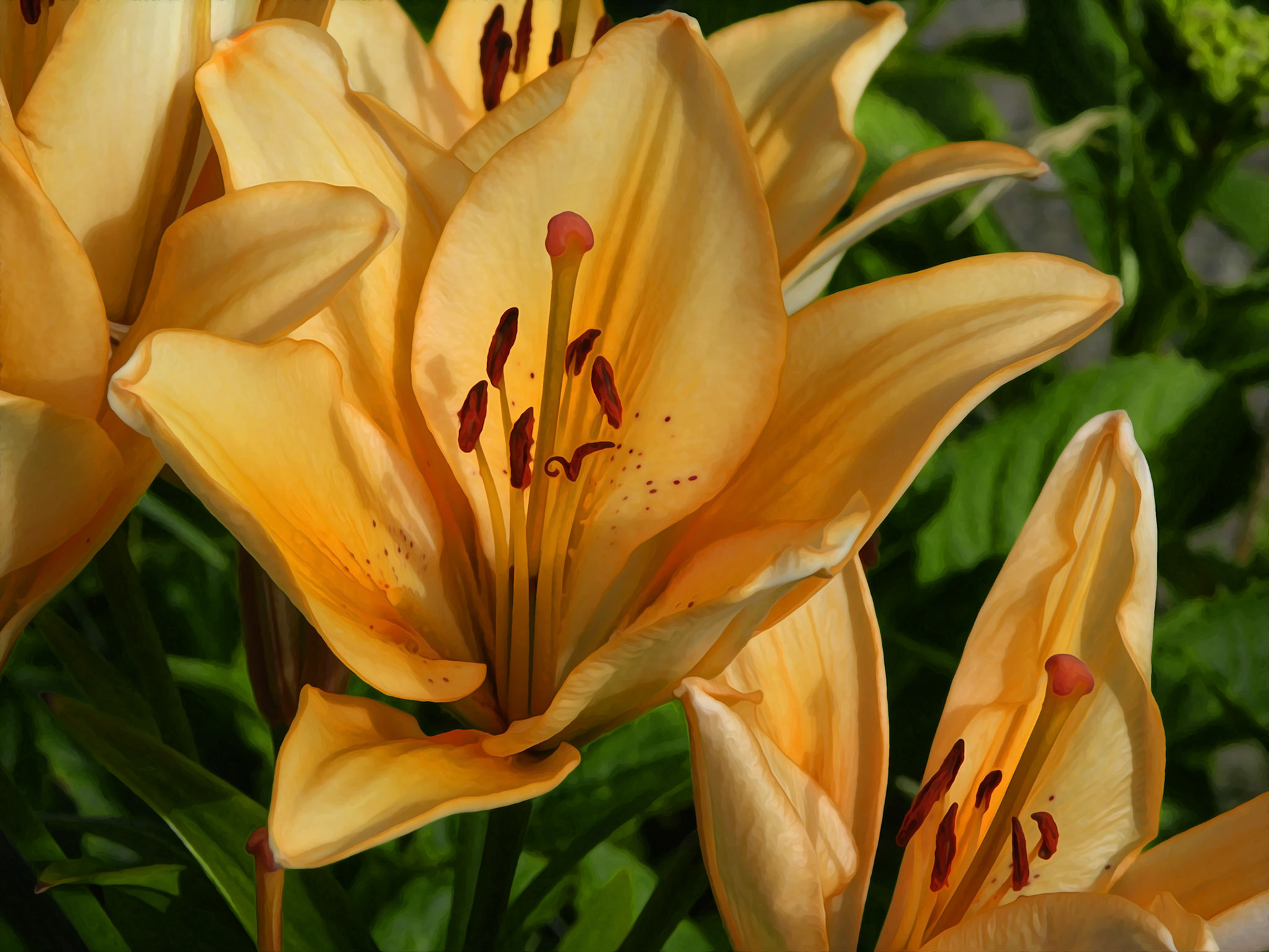 Golden Lily